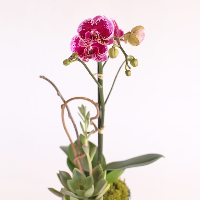 Pink Serenity Orchids