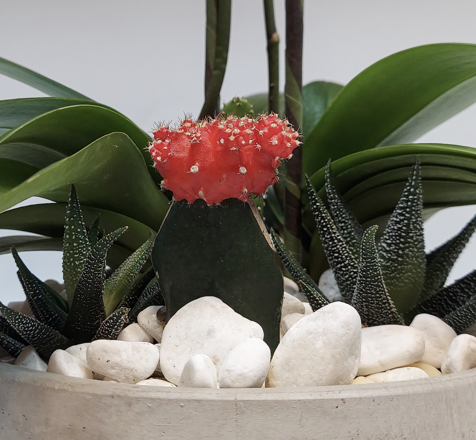 Two-stem Orchid Plant