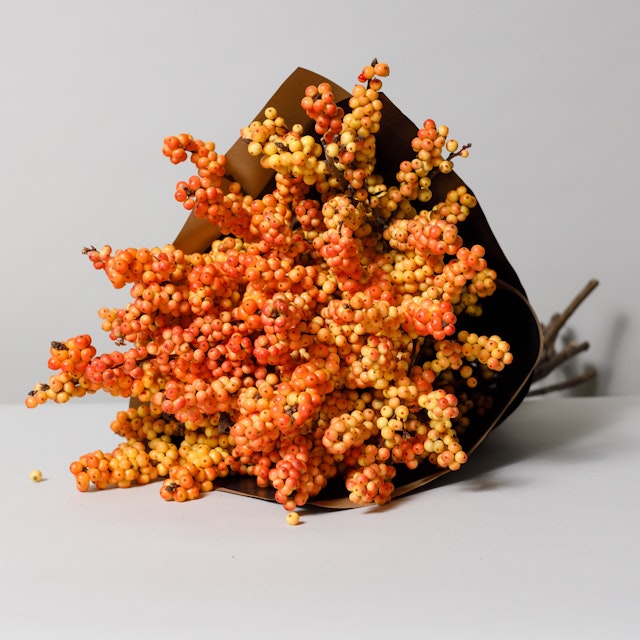 Ilex berries orange