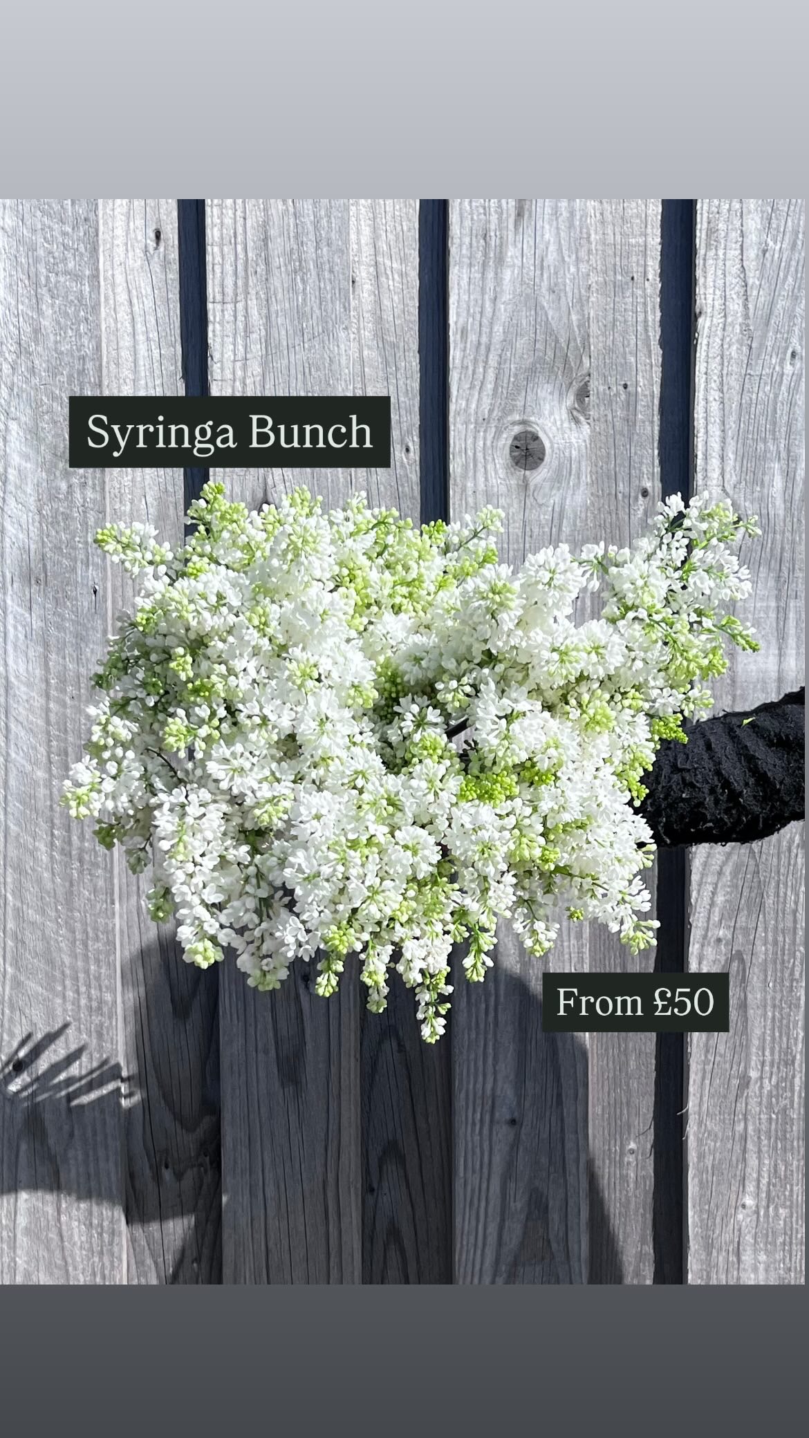Syringa Bunch