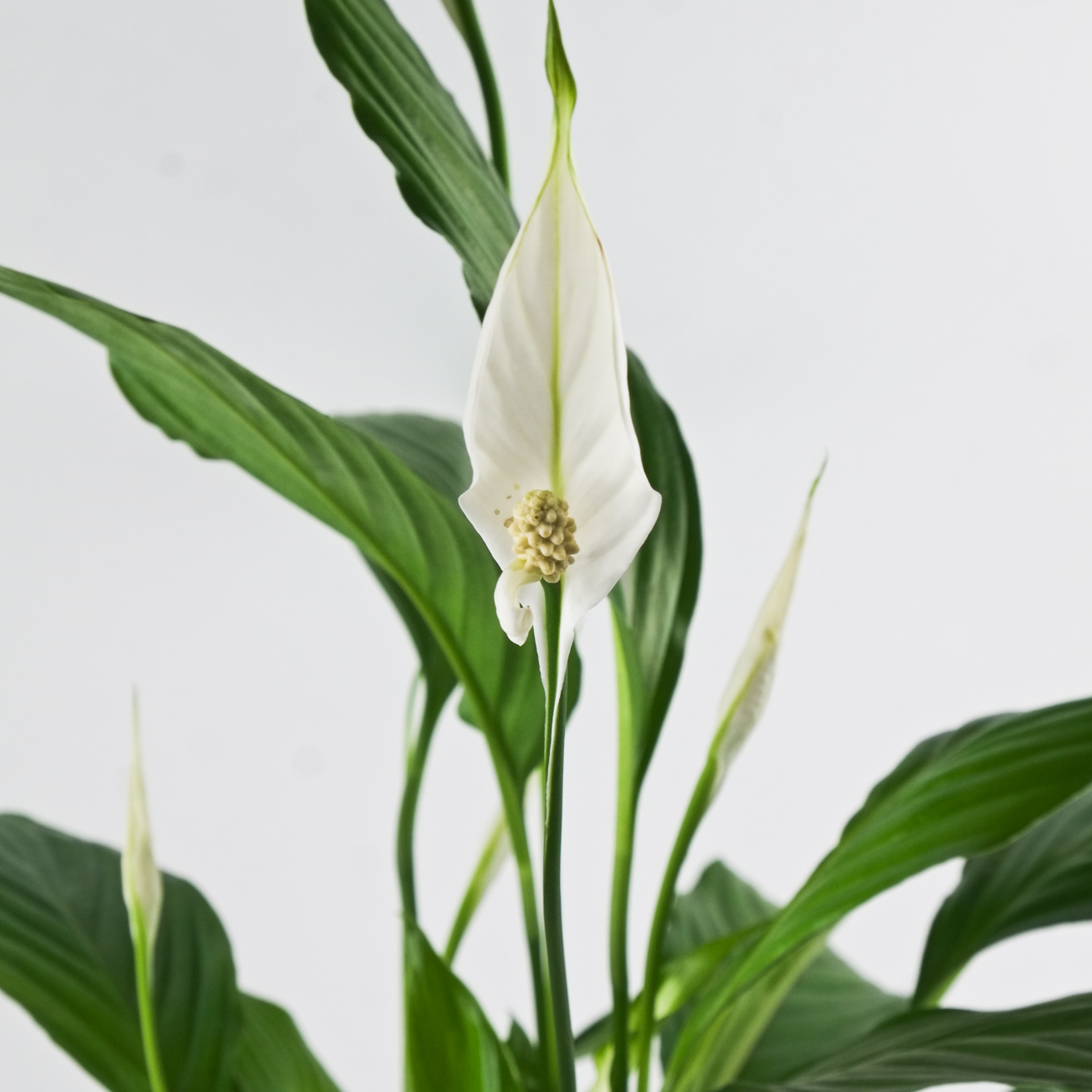 Rustic Peace Lily