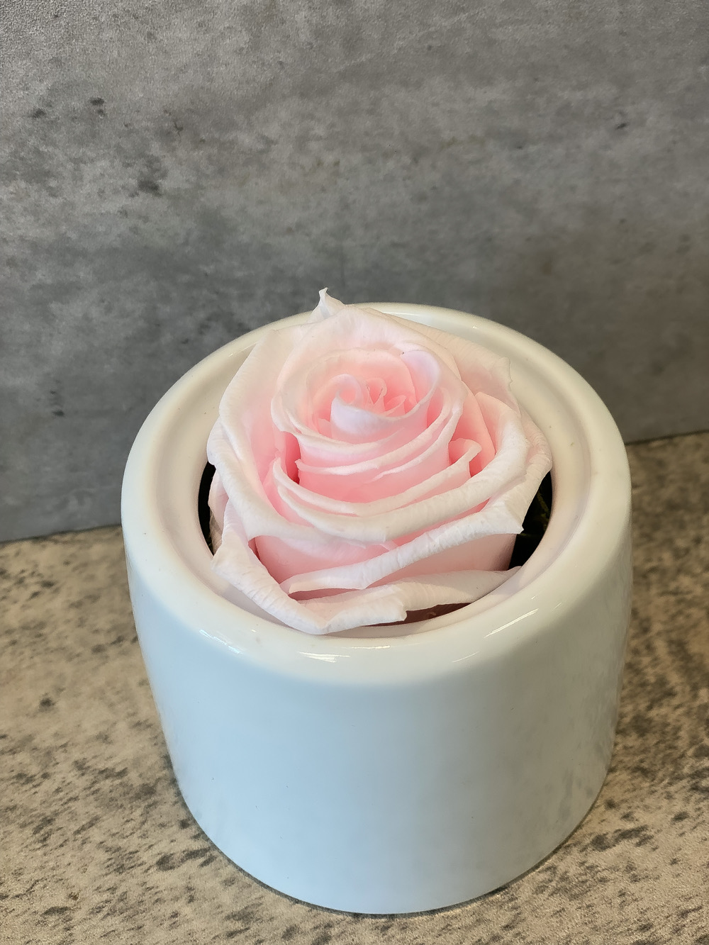 Single 1year red rose