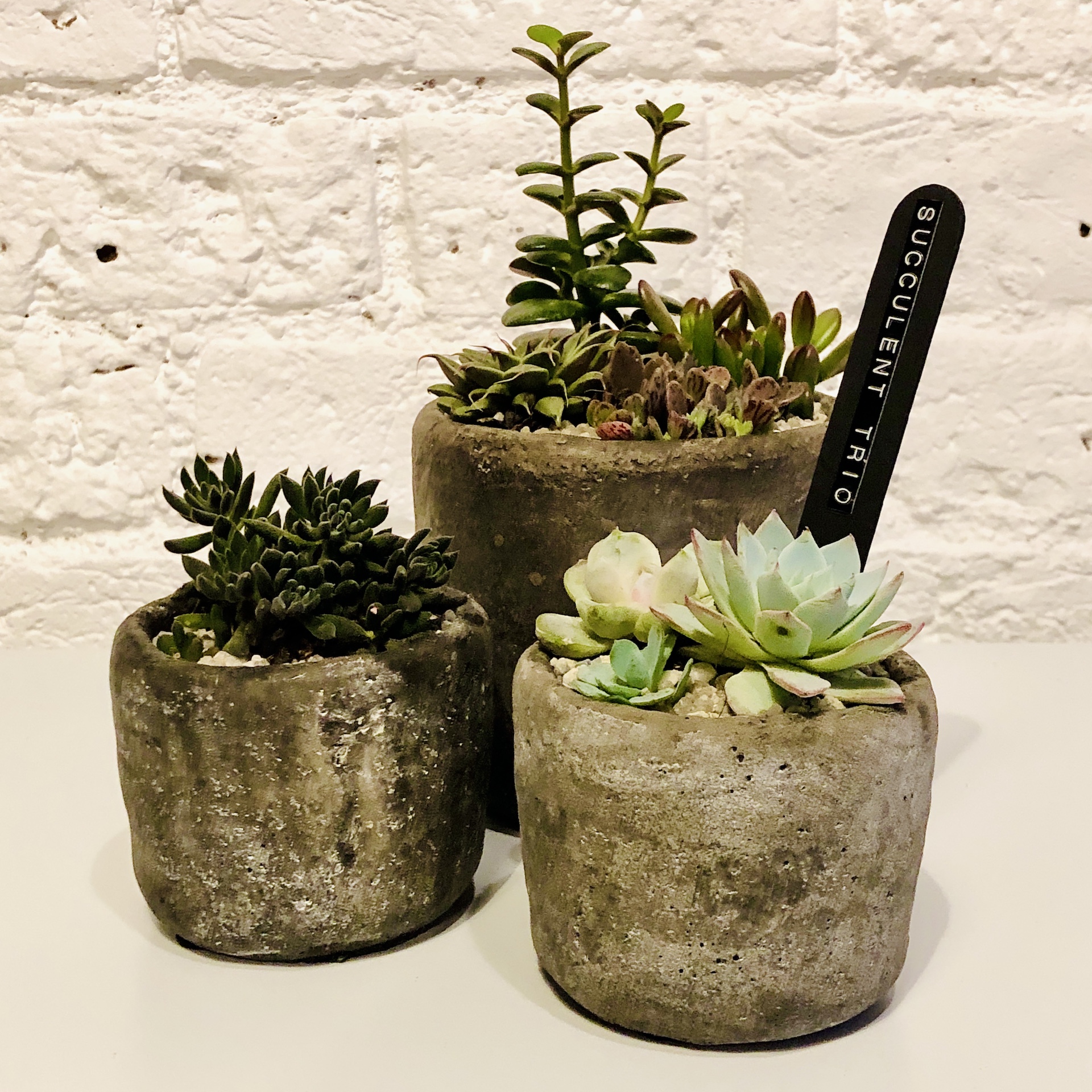 SUCCULENT TRIO