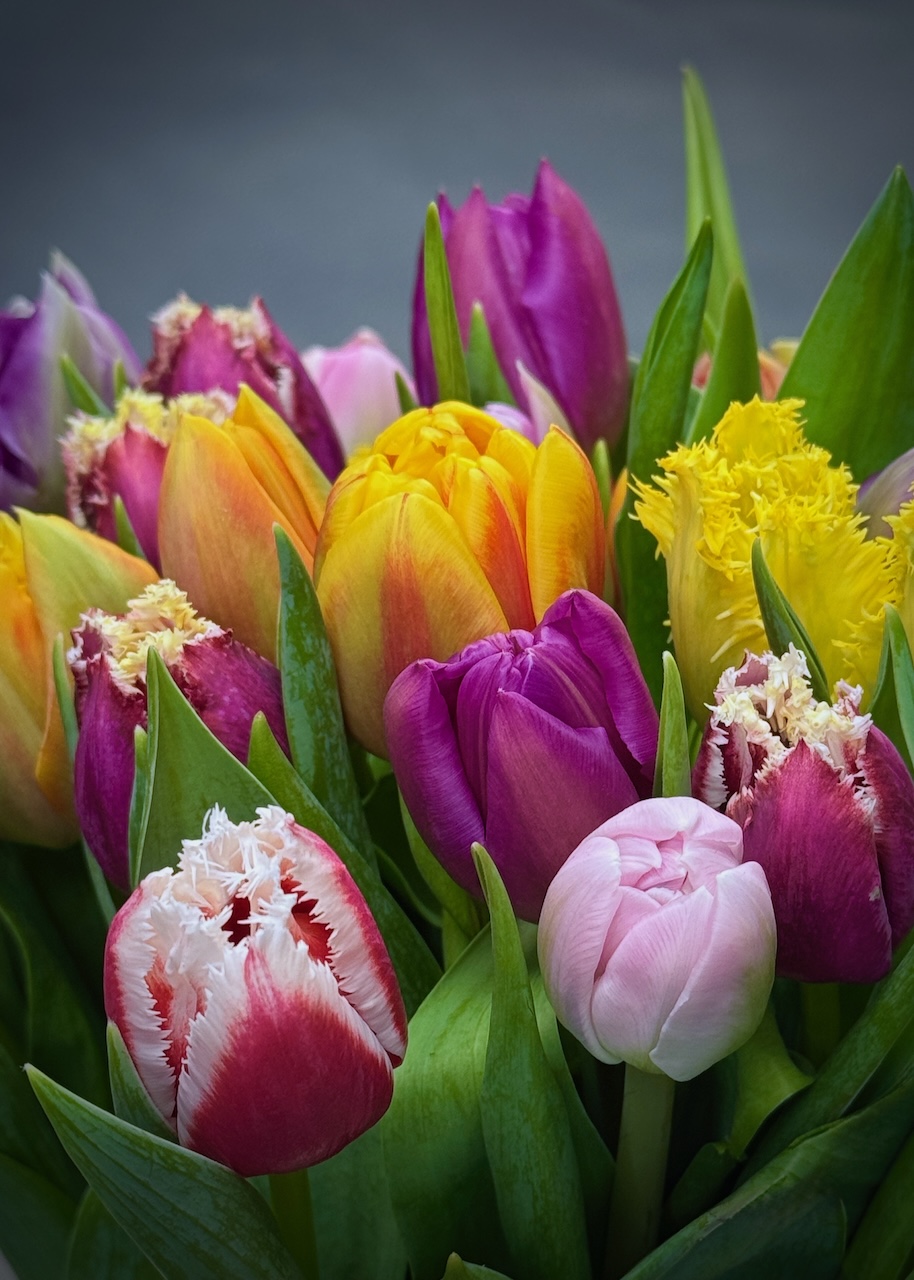 Simply Tulips