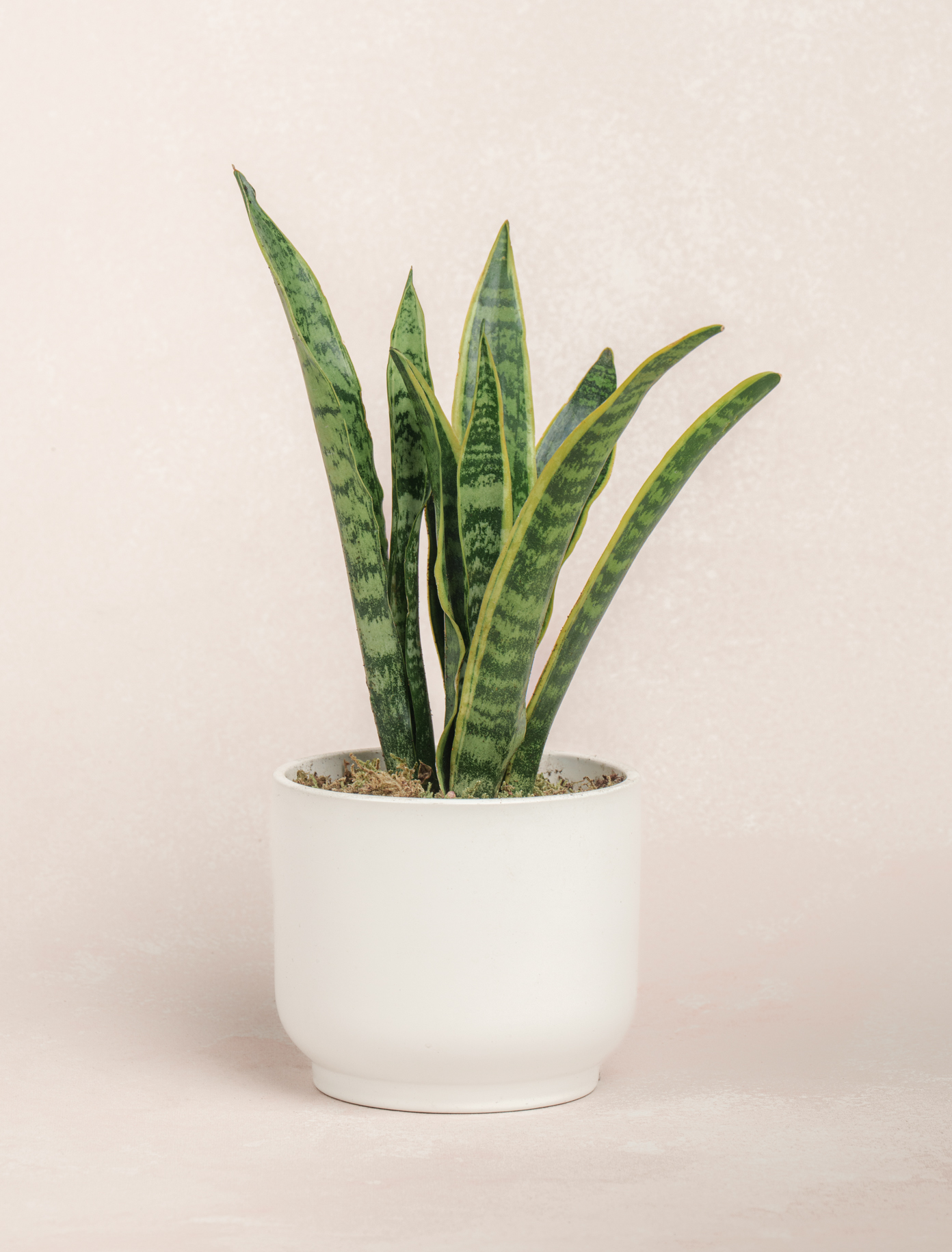 Snake Plant by Ode a La ROSE- Chicago  — flowers available for delivery from Floom