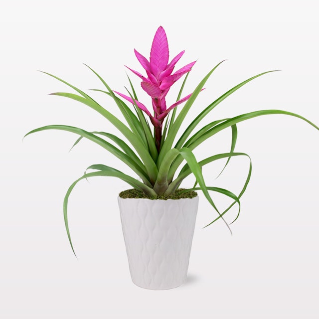 Pink Bromeliad