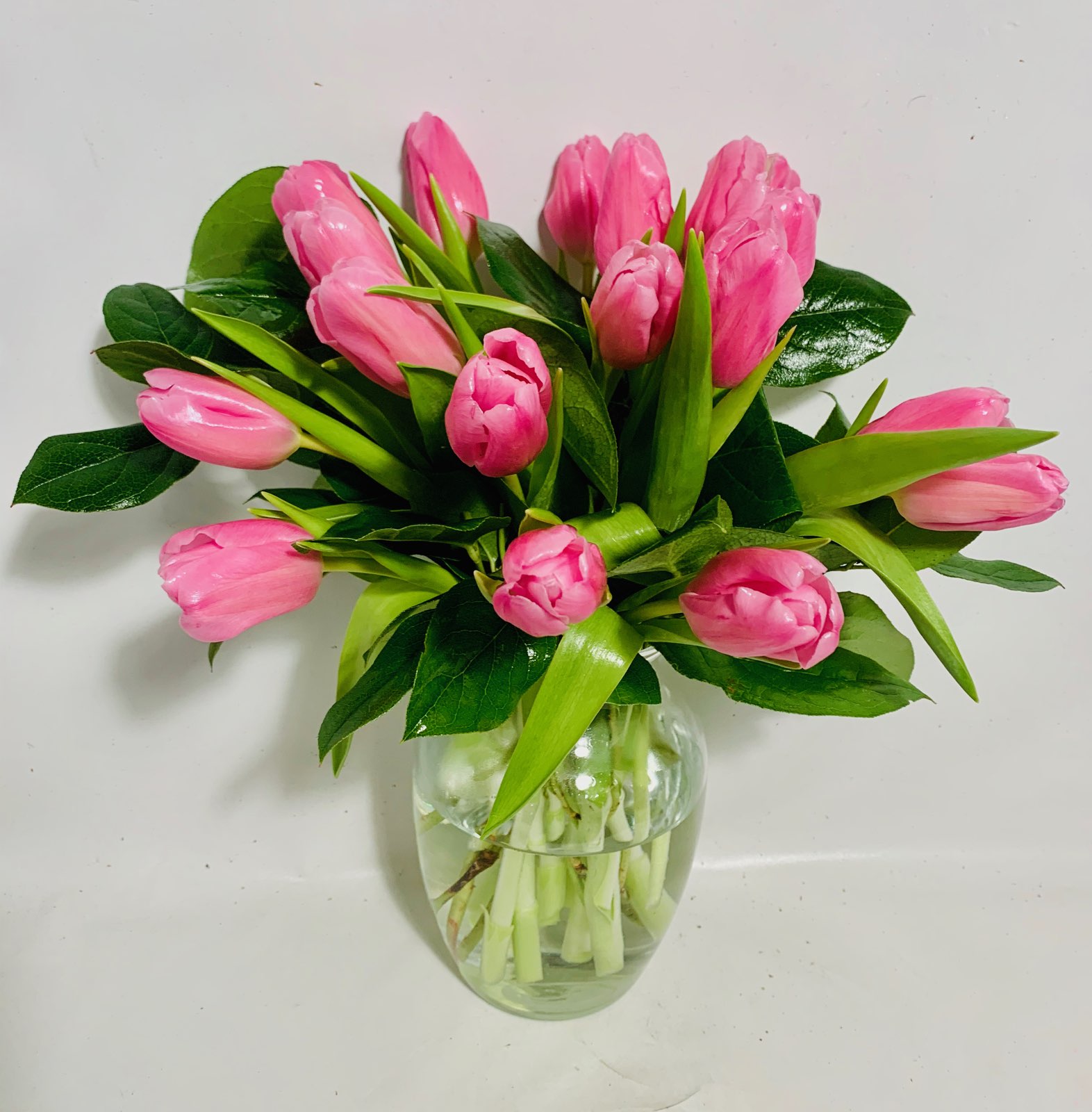 Tulips Surprise