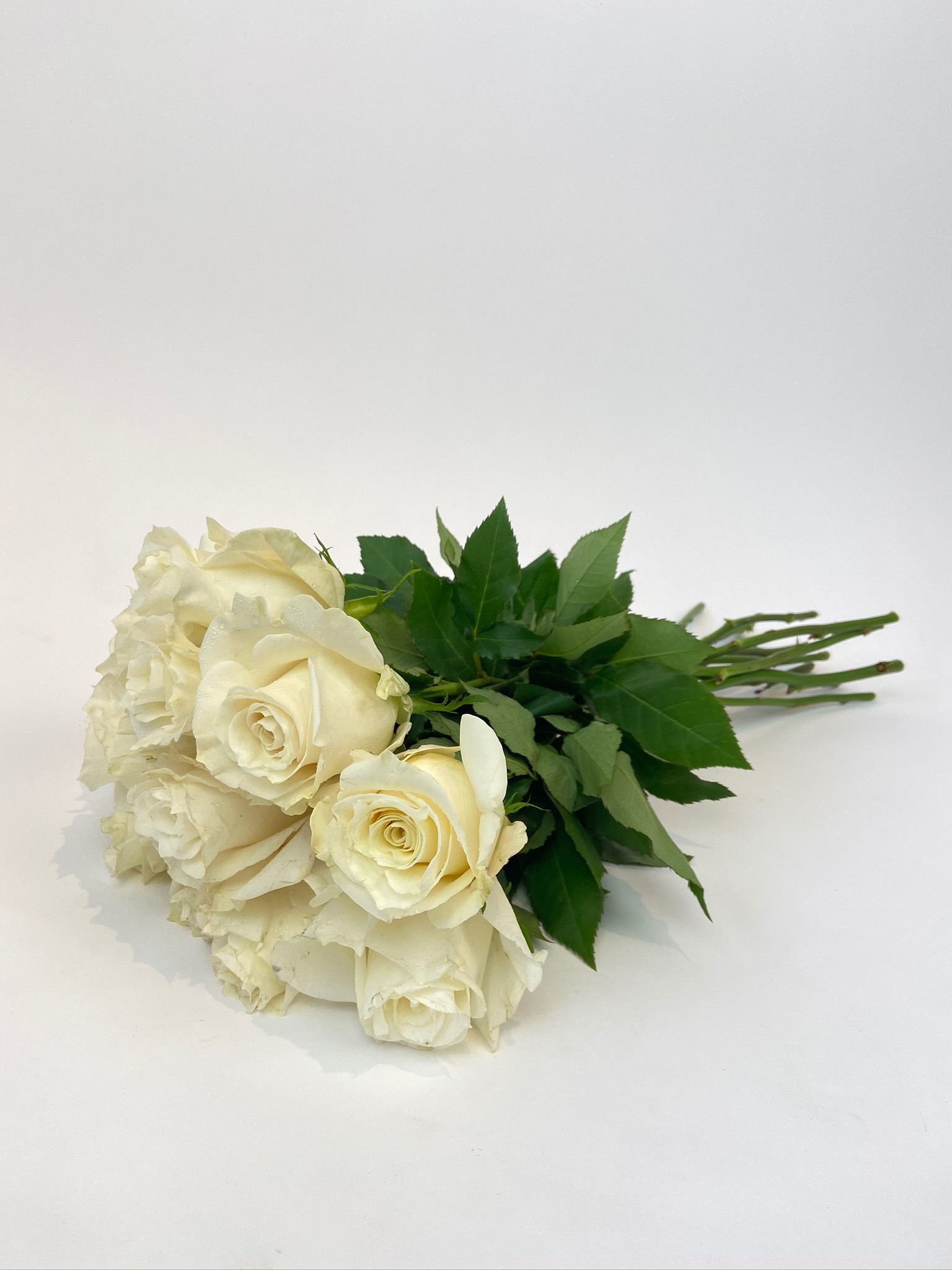 Classic White Roses