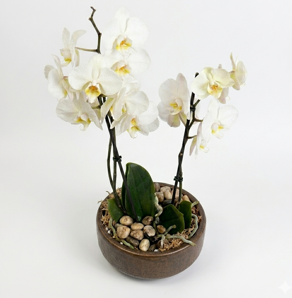 Orchids