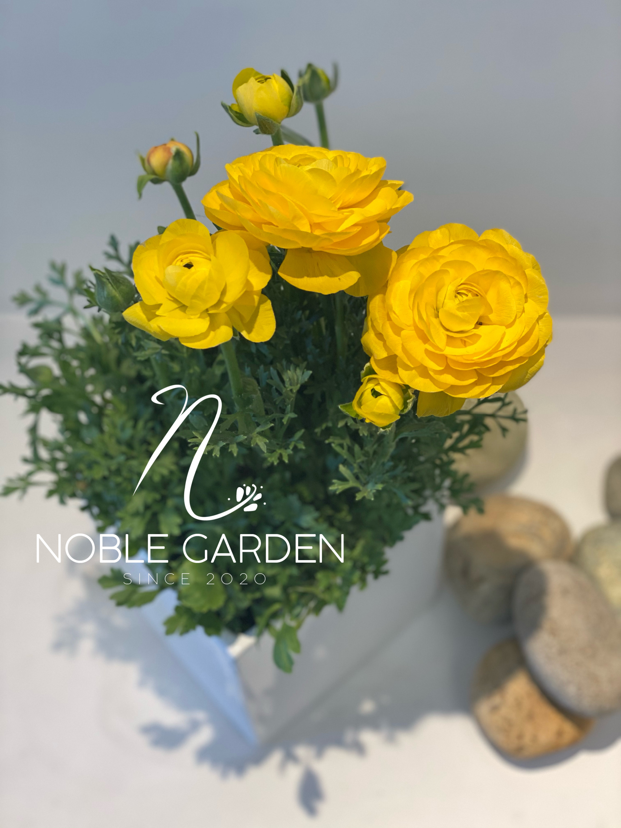 Ranunculus in Ceramic