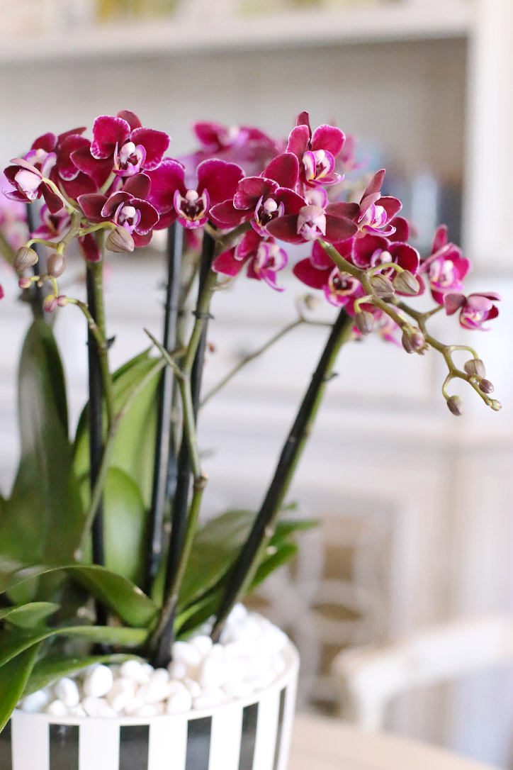 Wine Kissed Orchids
