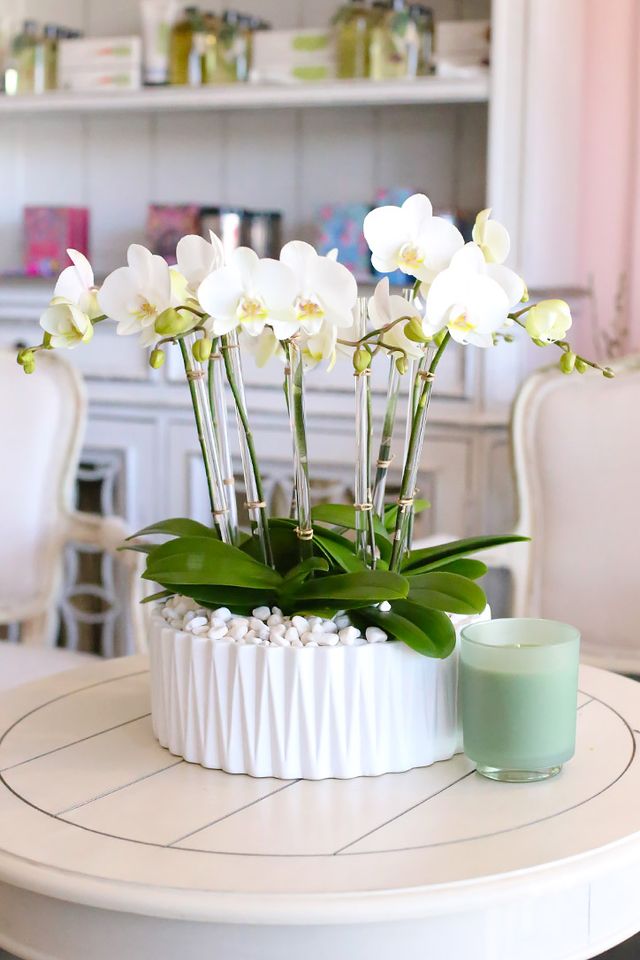 Ojai Paradise Petite