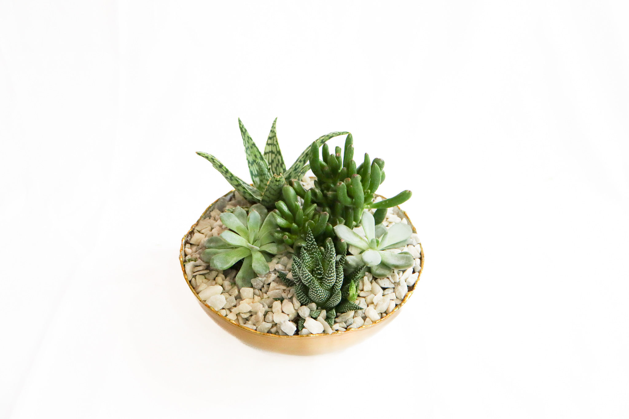 Succulents Bowl