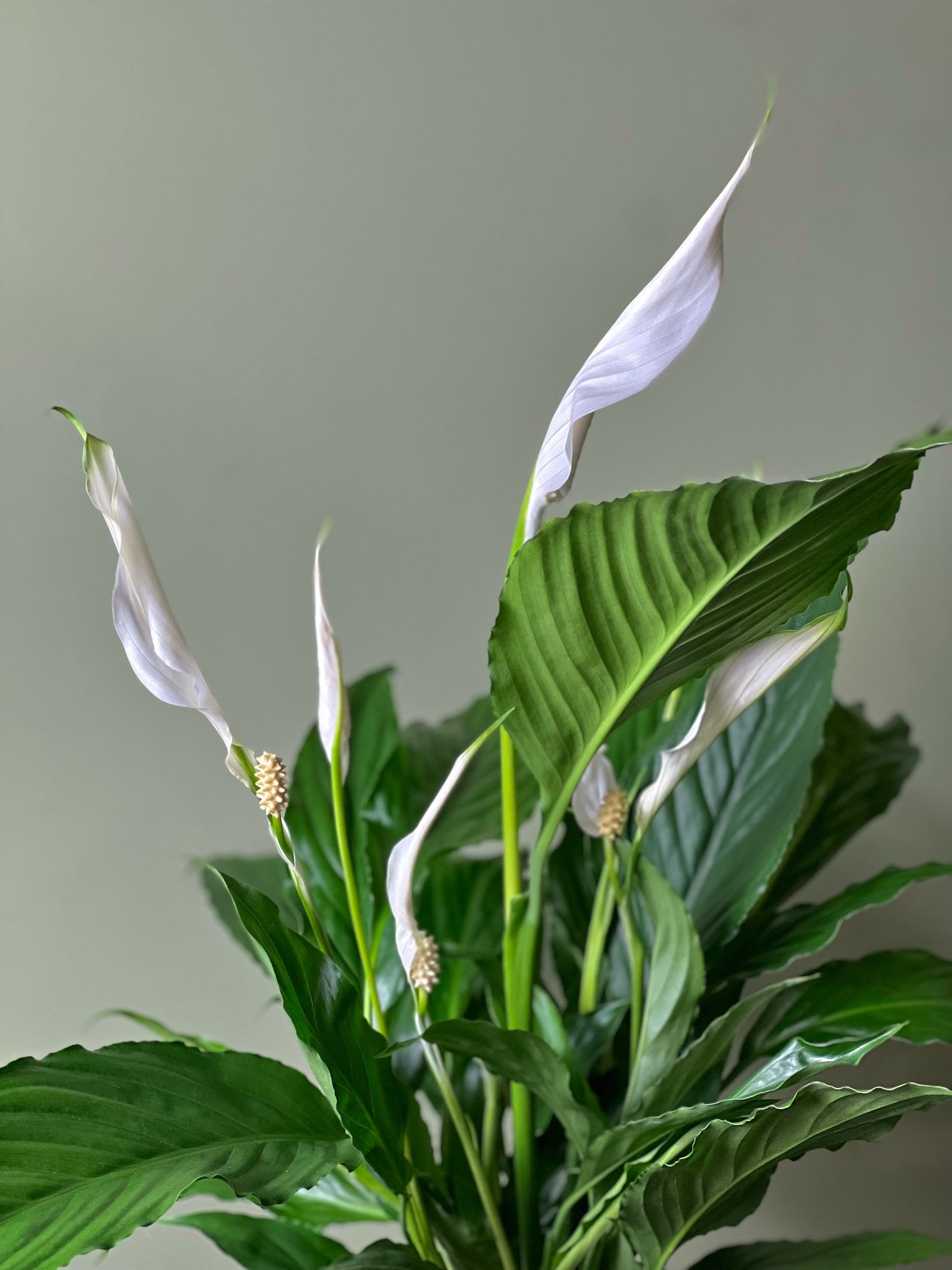 Peace Lily