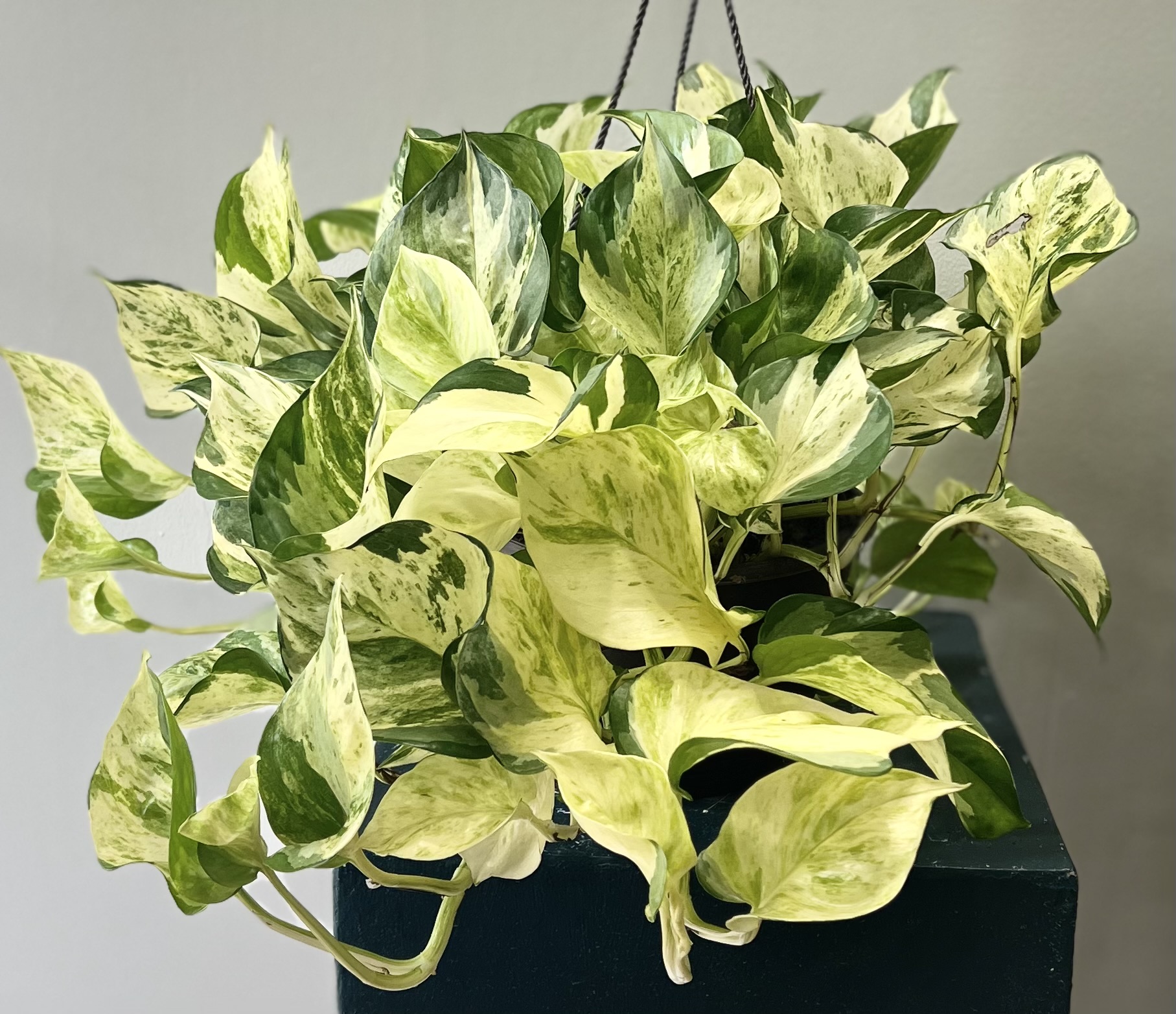 Marbled Pothos