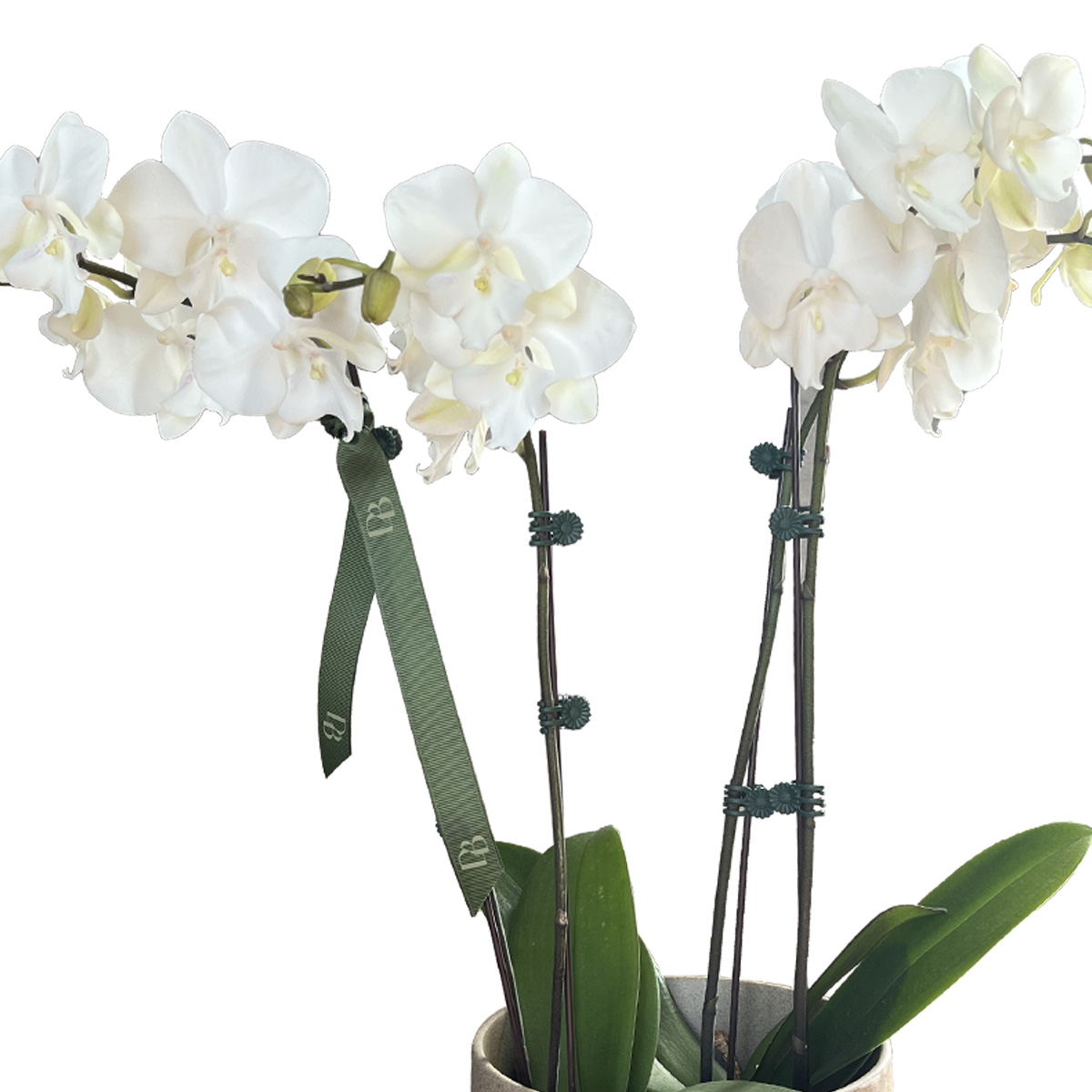 Palawan Orchid