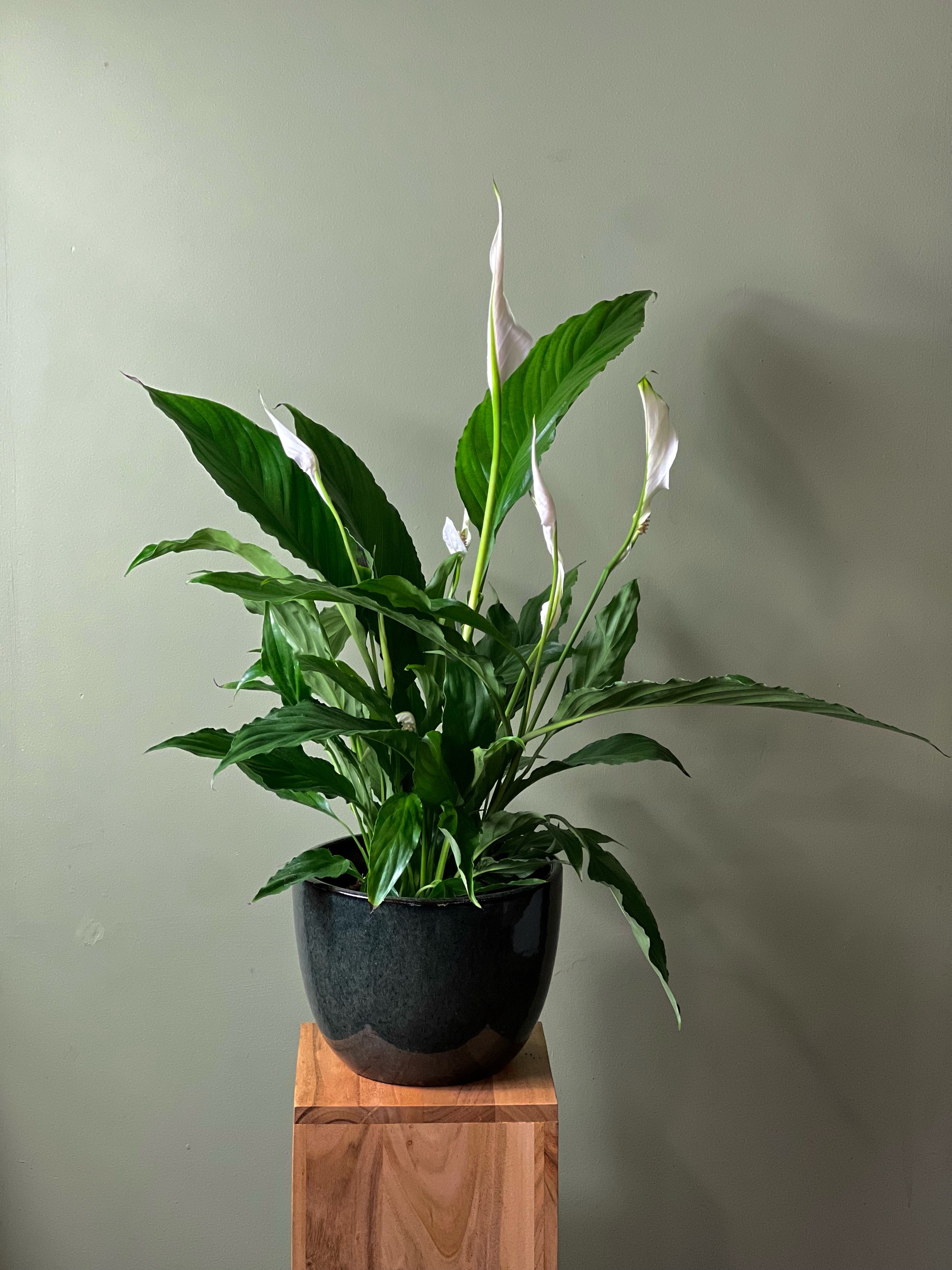 Peace Lily