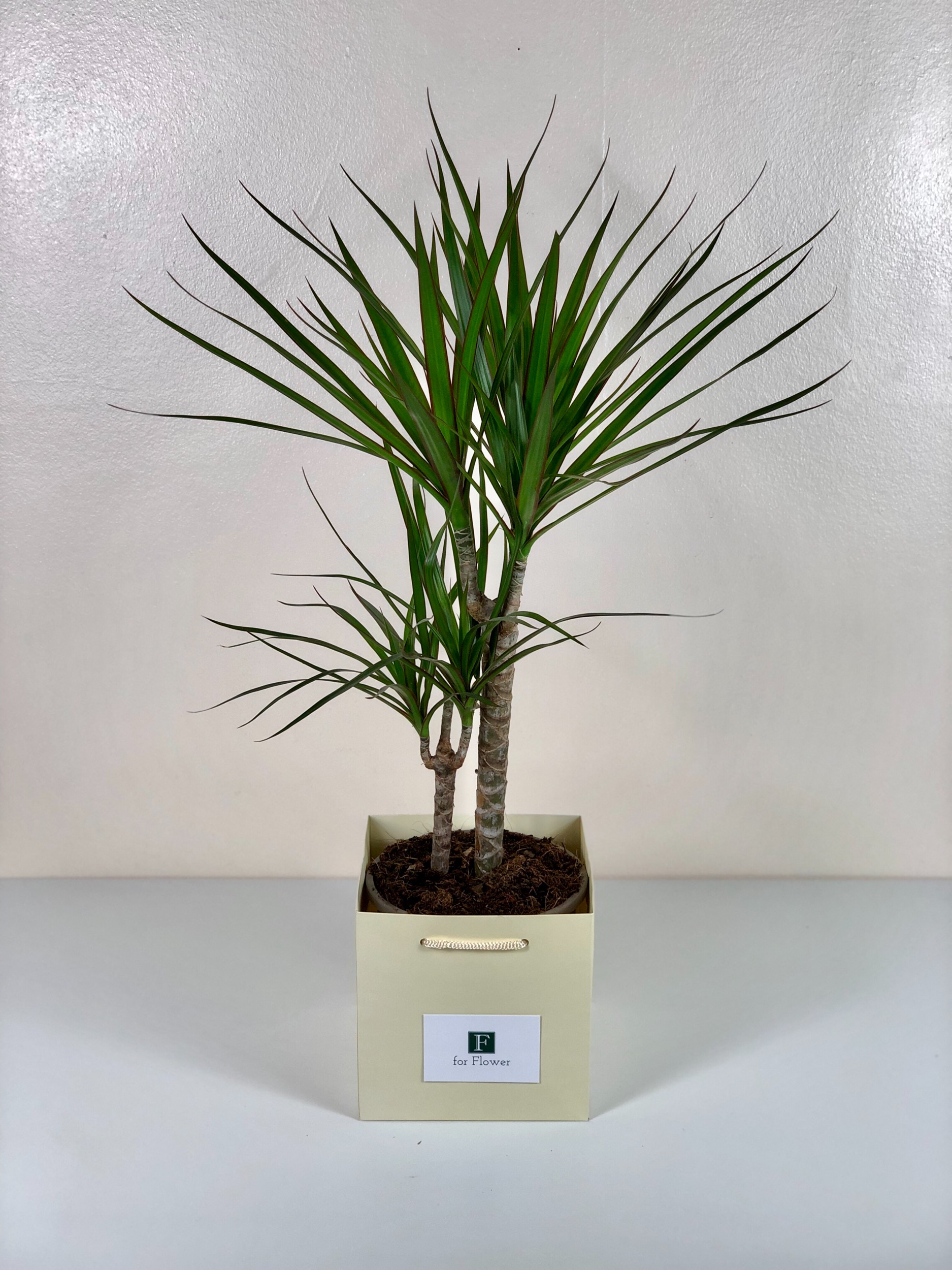 Dragon Tree Daenerys