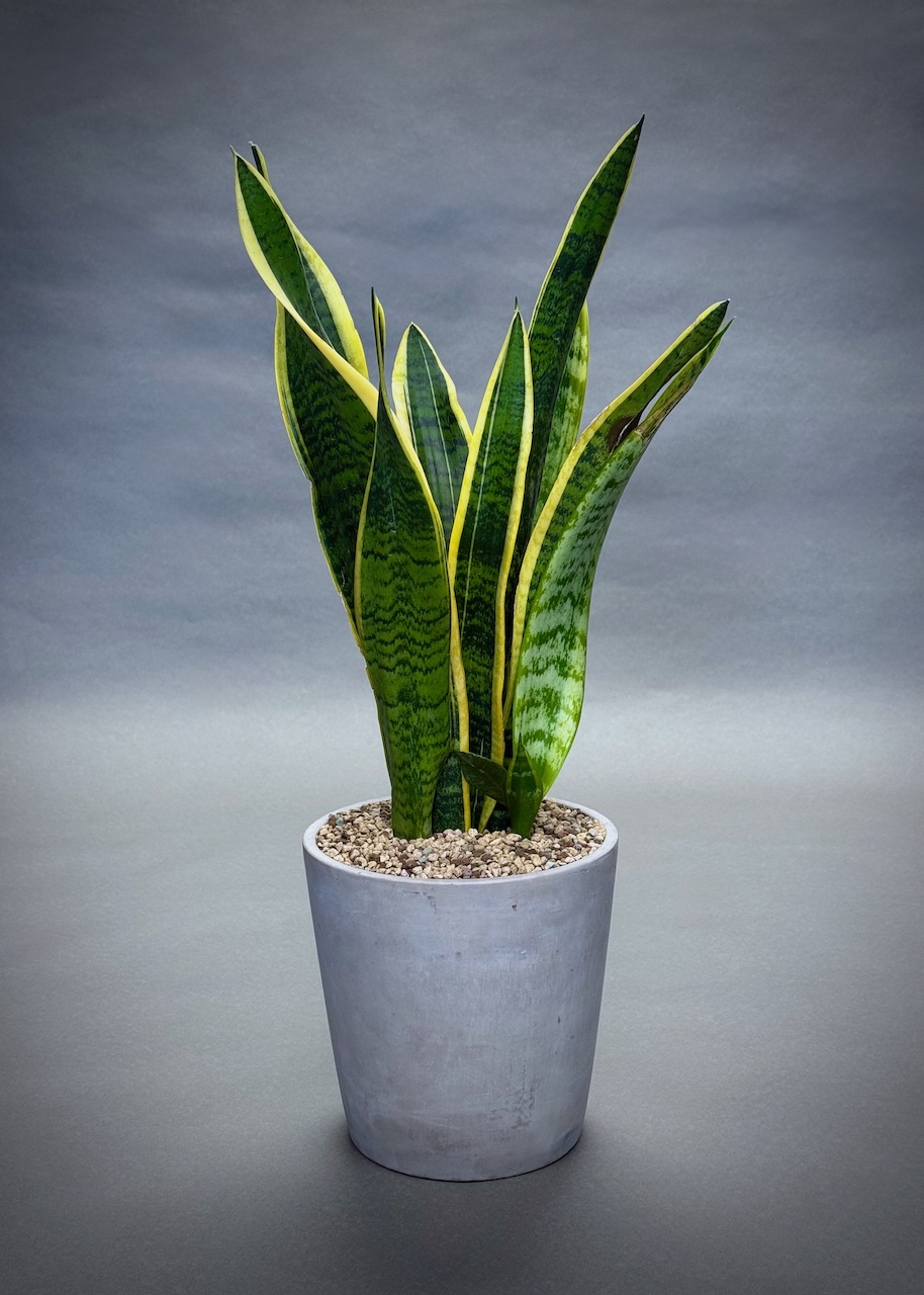 Sansevieria