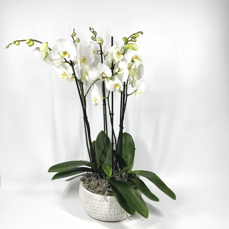 Phalaenopsis Orchids original