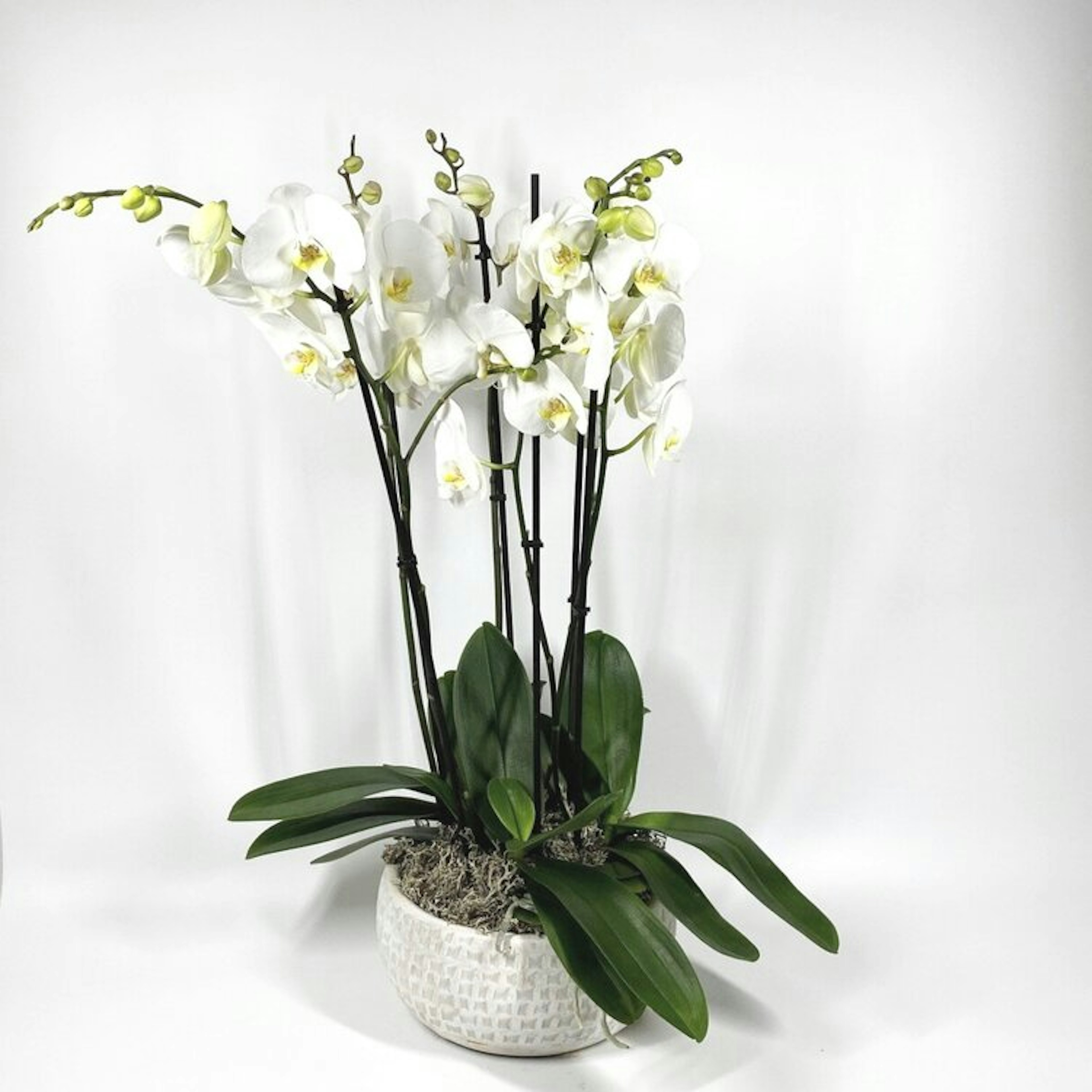 Phalaenopsis Orchids original