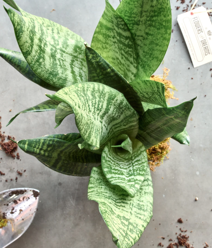 Snake Plant - Birch