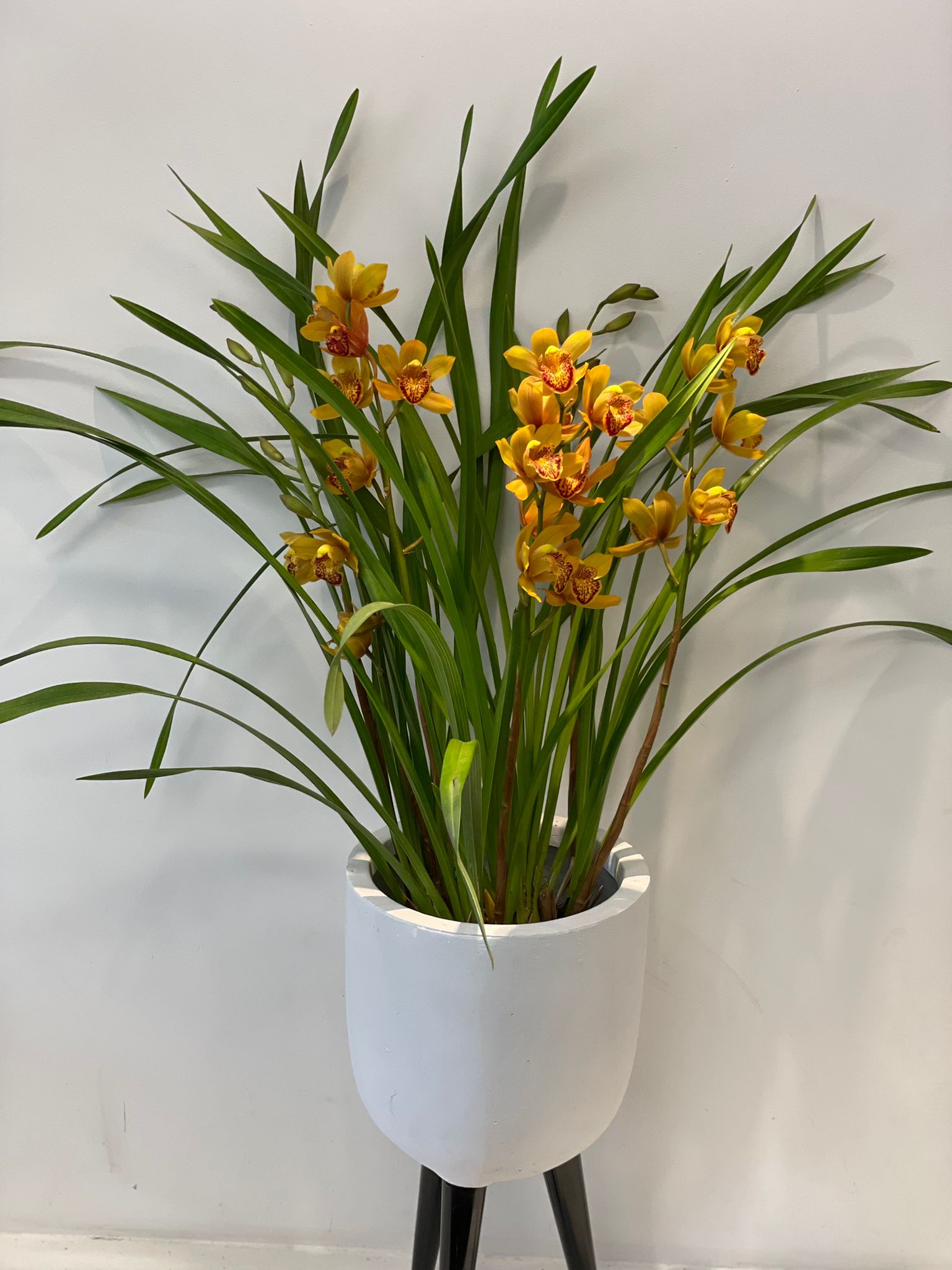 Orchid plant