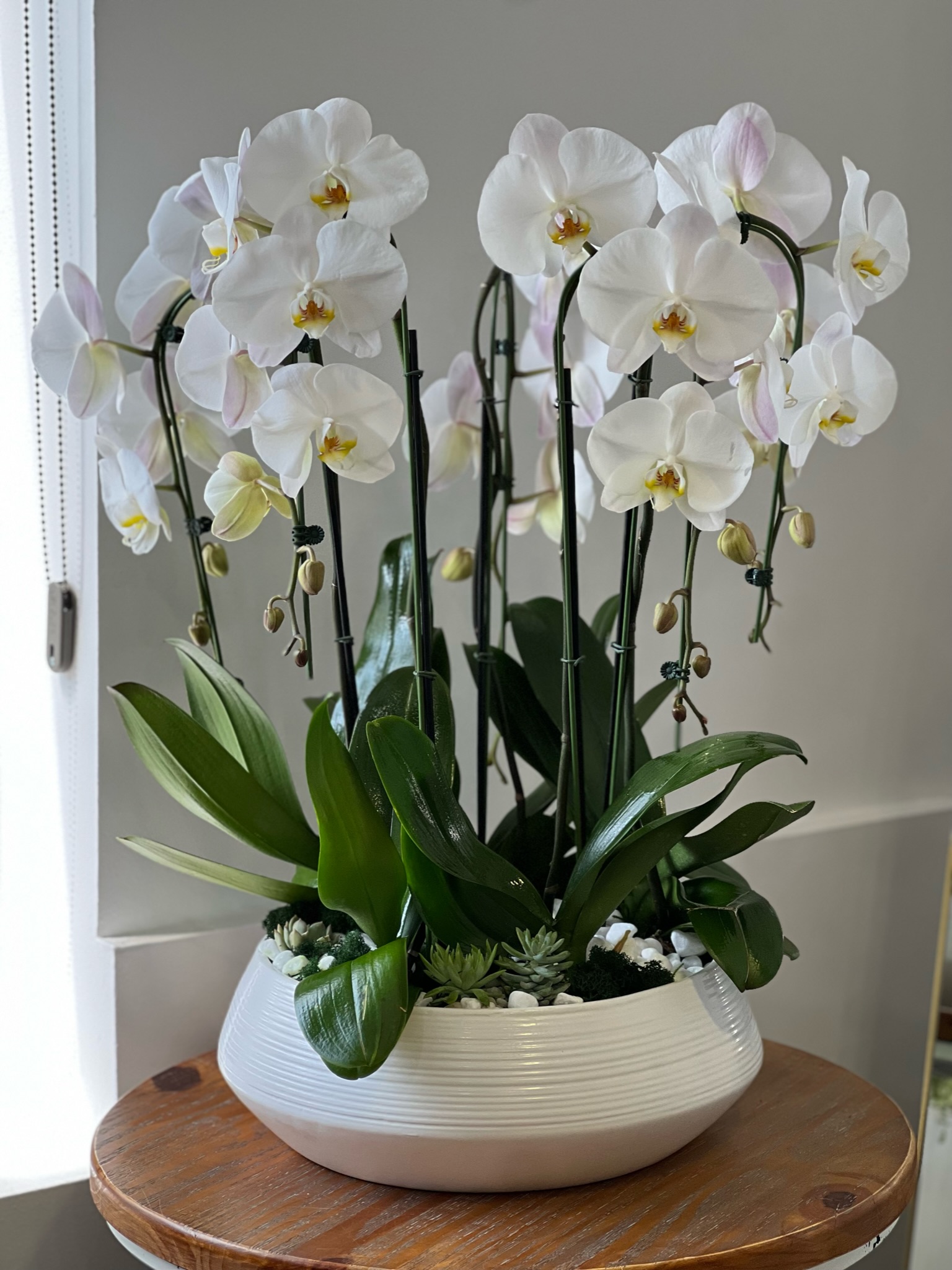 5 orchids in a pot