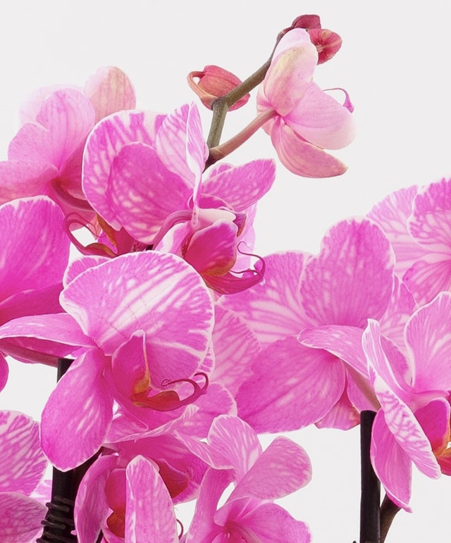 Pink Watercolor Orchi