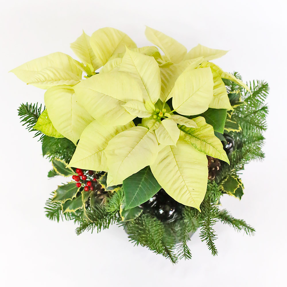 Shining Star Poinsett