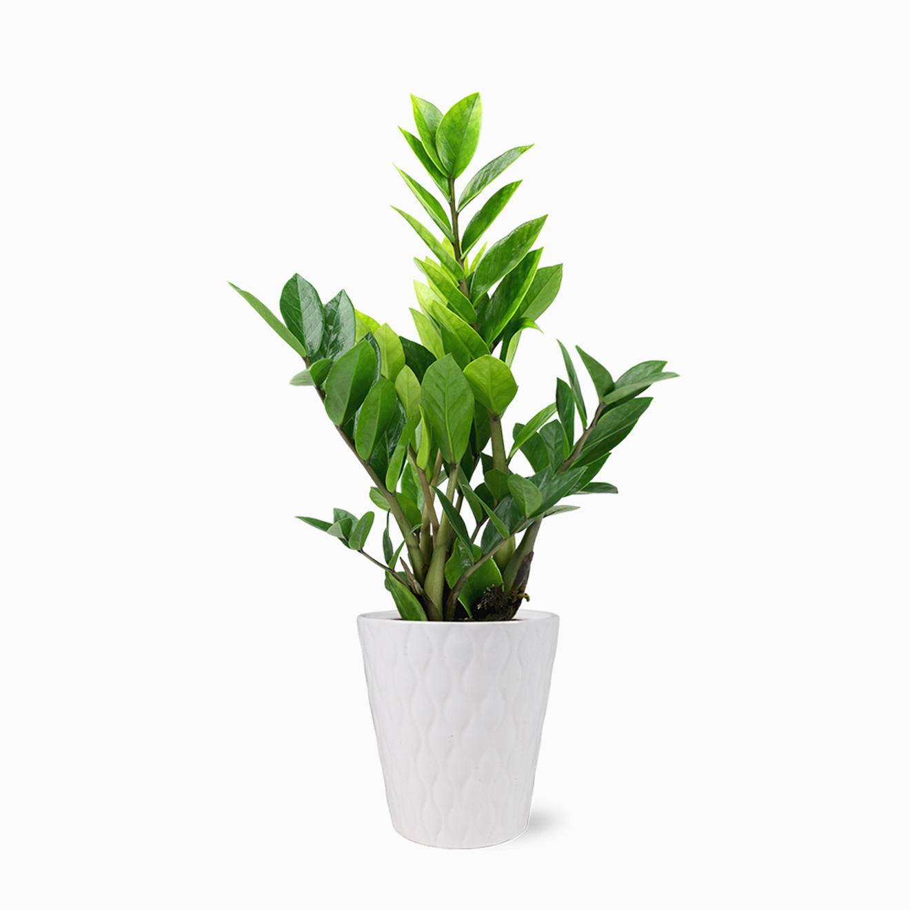 ZZ Plant