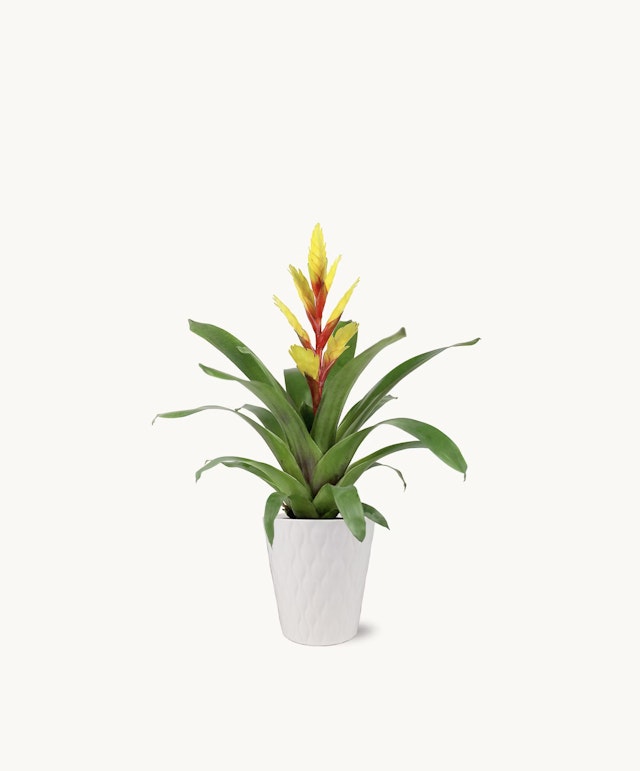 Sunshine Bromeliad