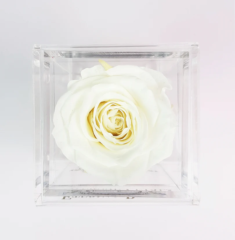 Eternal Rose - WHITE