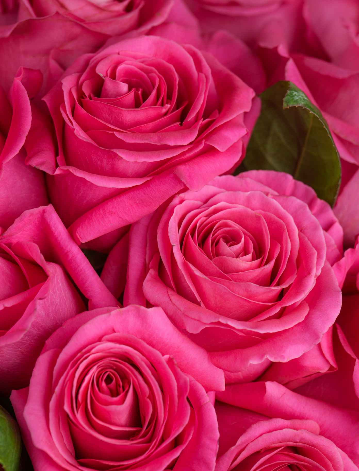 Tilda by Ode a La ROSE- Chicago  — flowers available for delivery from Floom