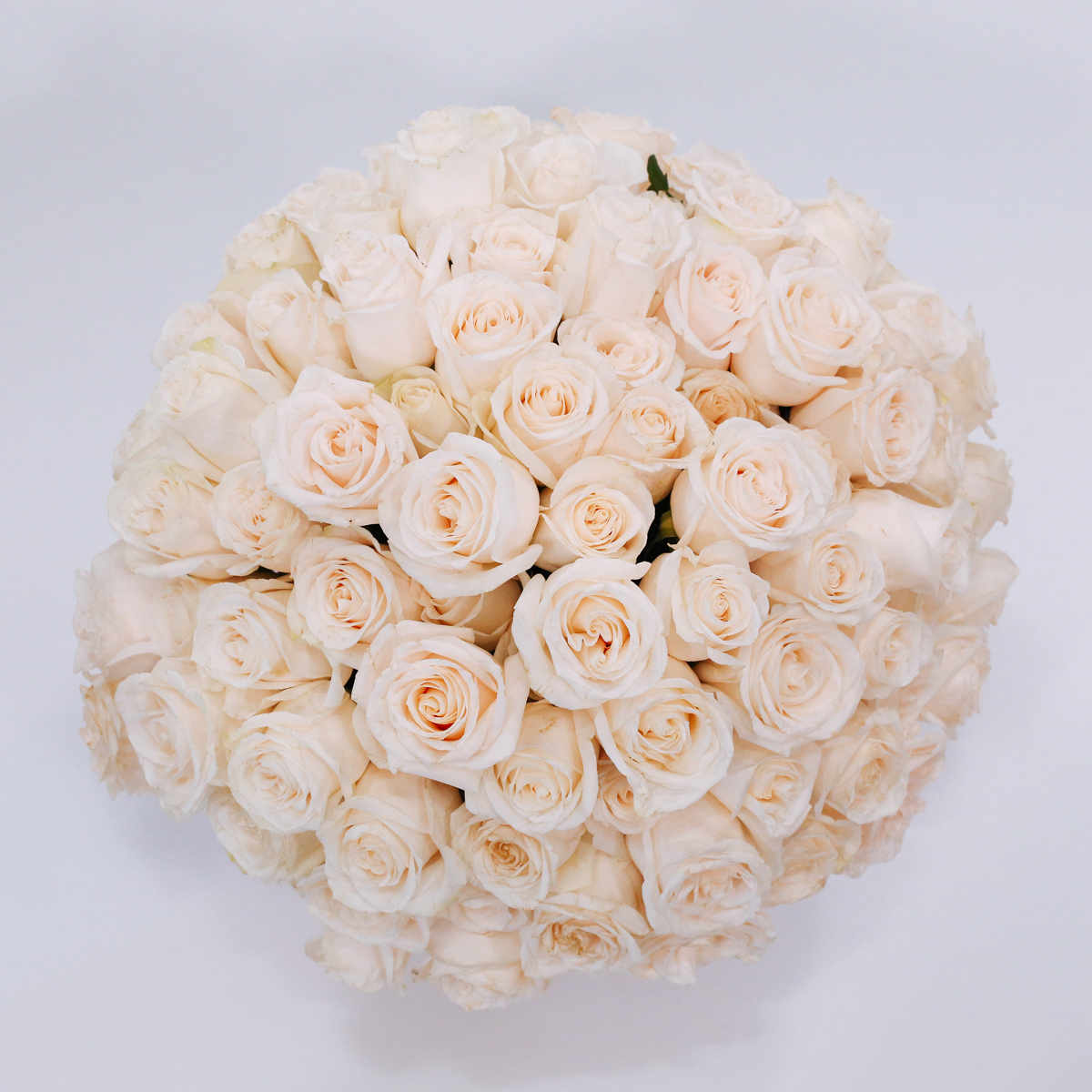 Rose Bar (White)