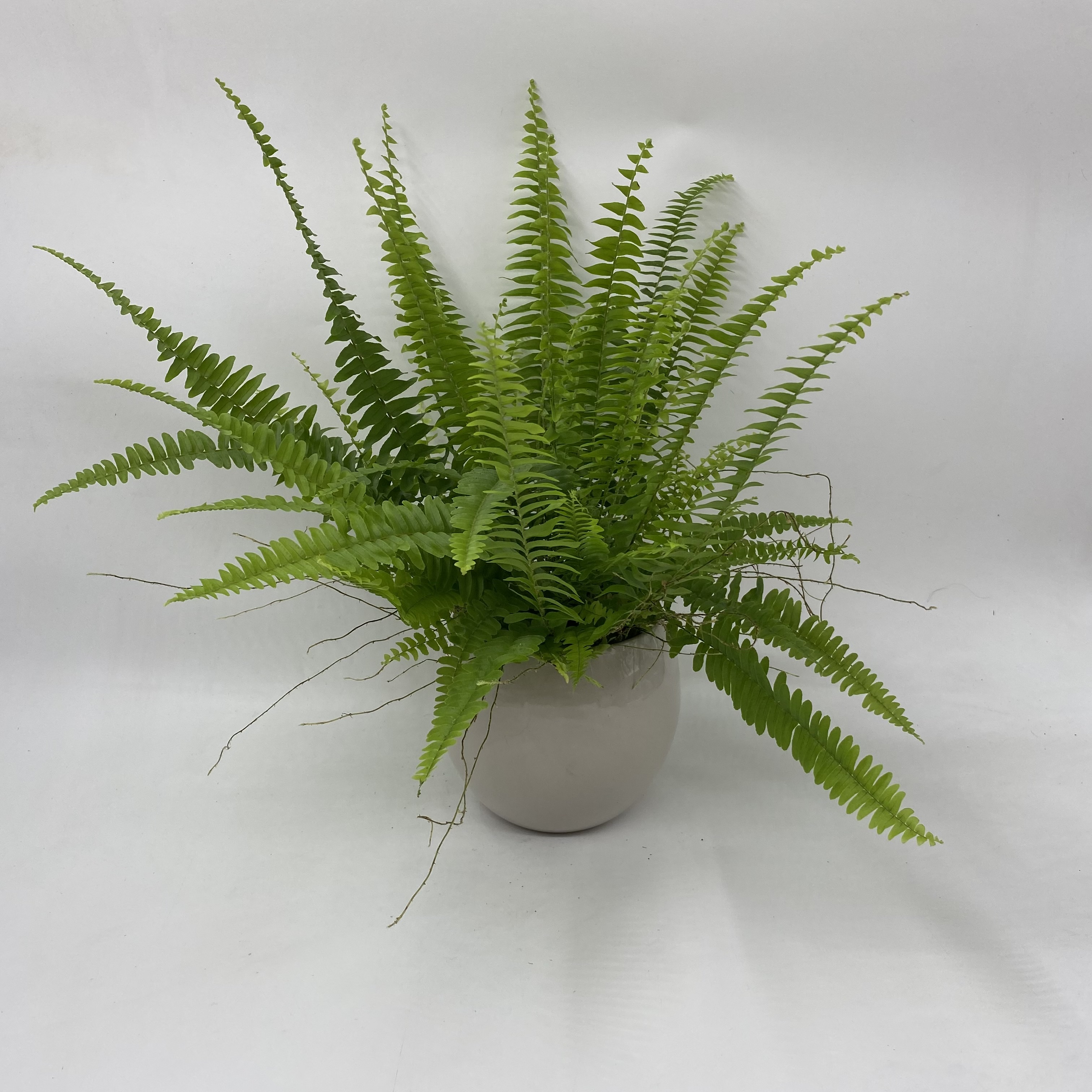 Boston fern