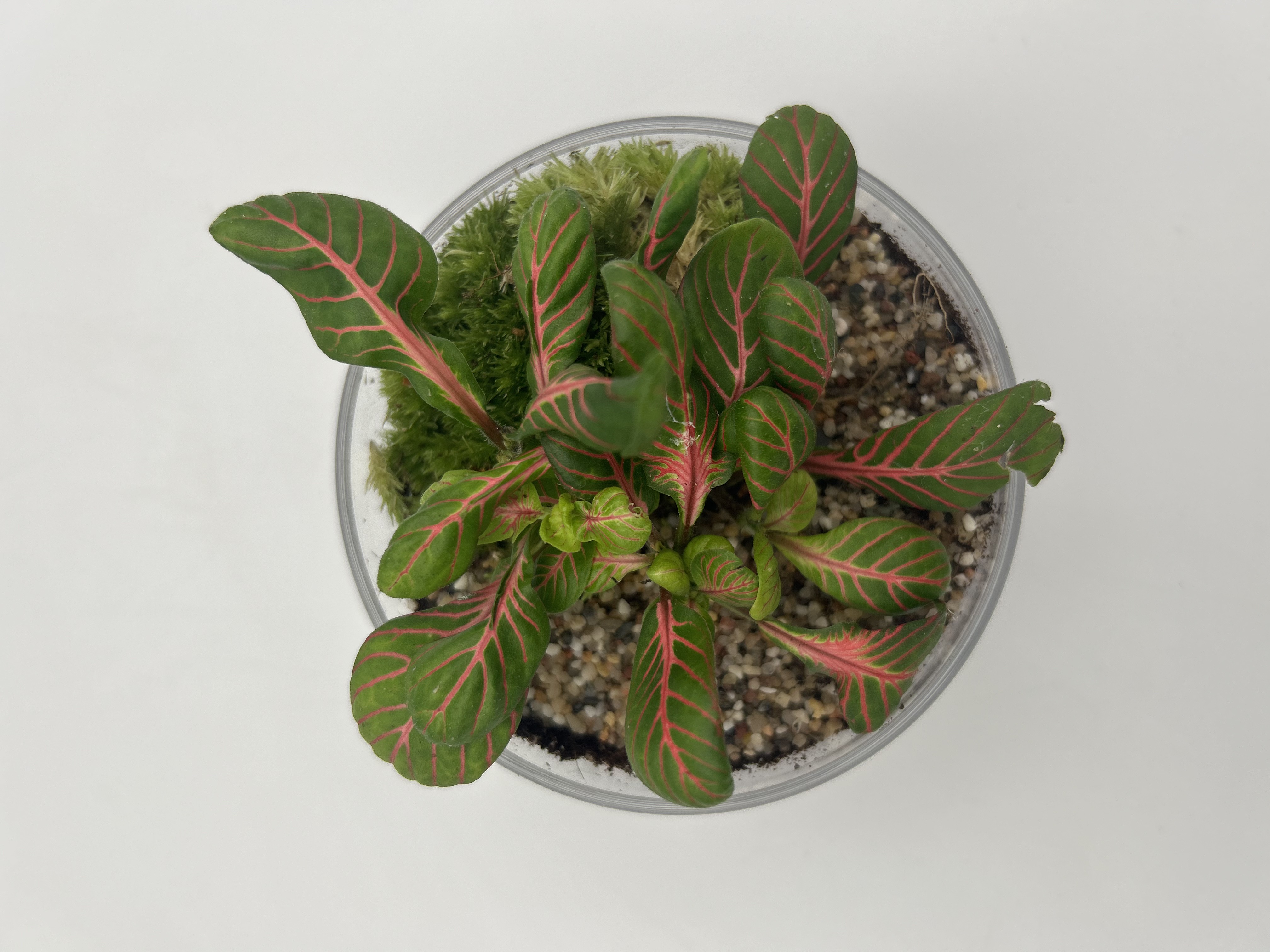 Mosaic Dome Terraium