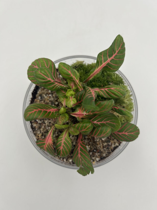 Mosaic Dome Terraium