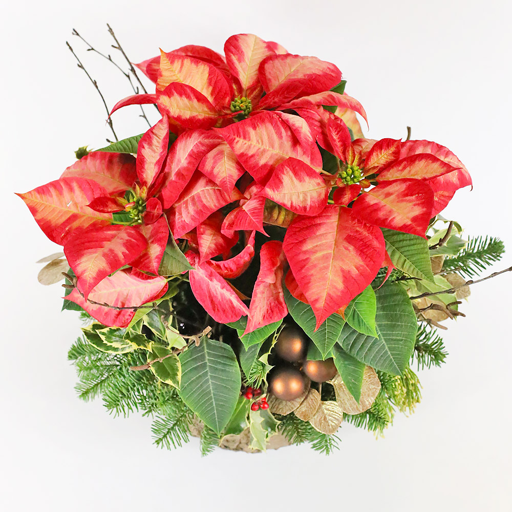 Poinsettia Lover