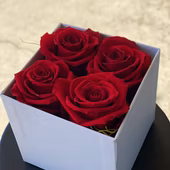 Roses-red last 3years