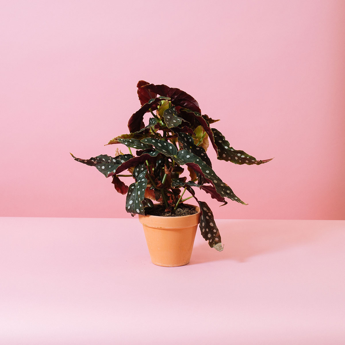 Polka dot begonia