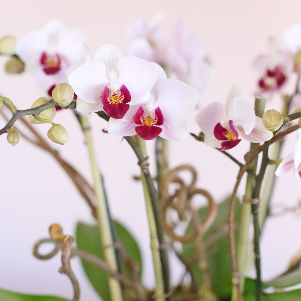 Pink Fantasy Orchids