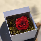 Single 1year red rose