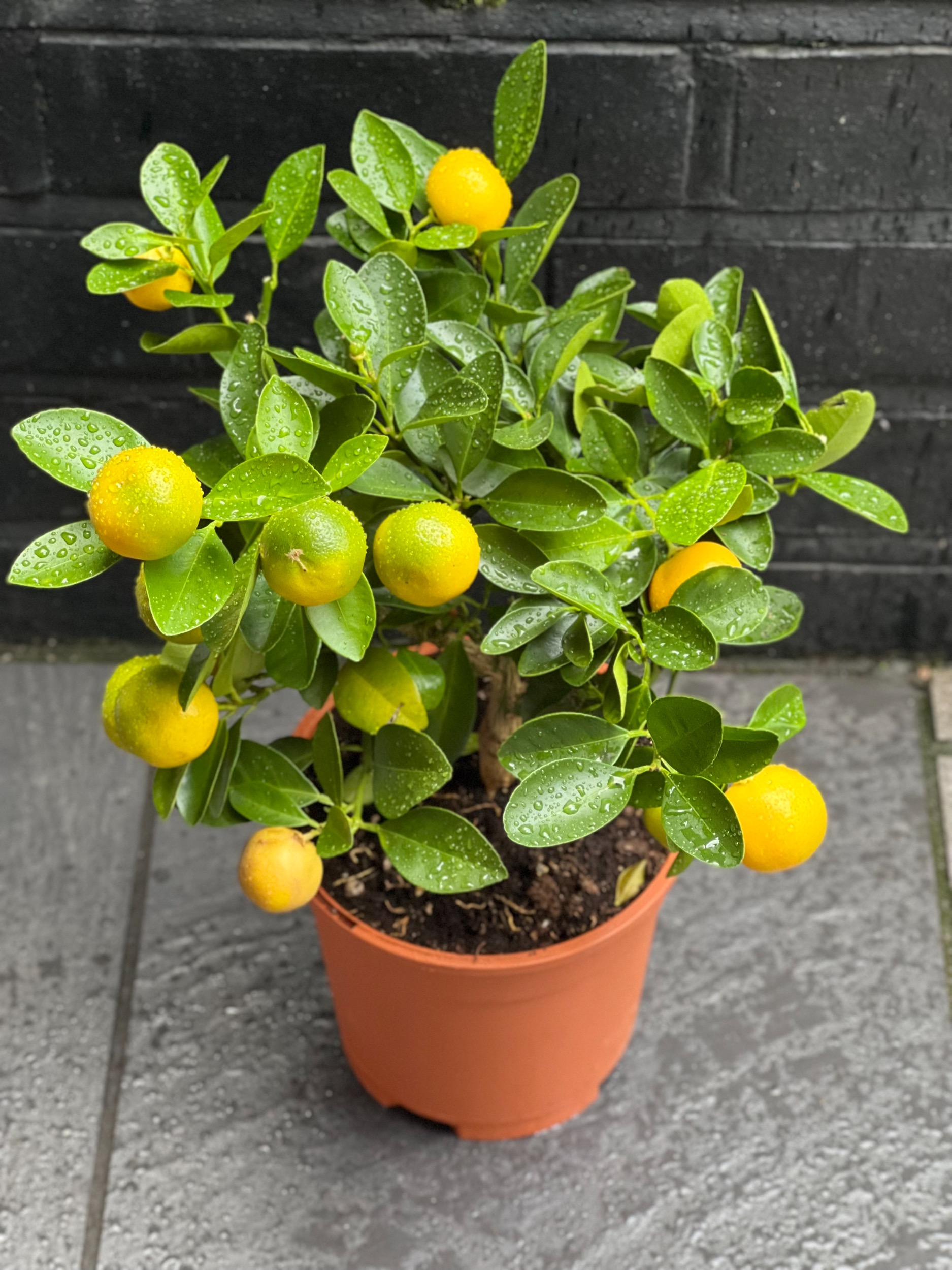 Orange tree