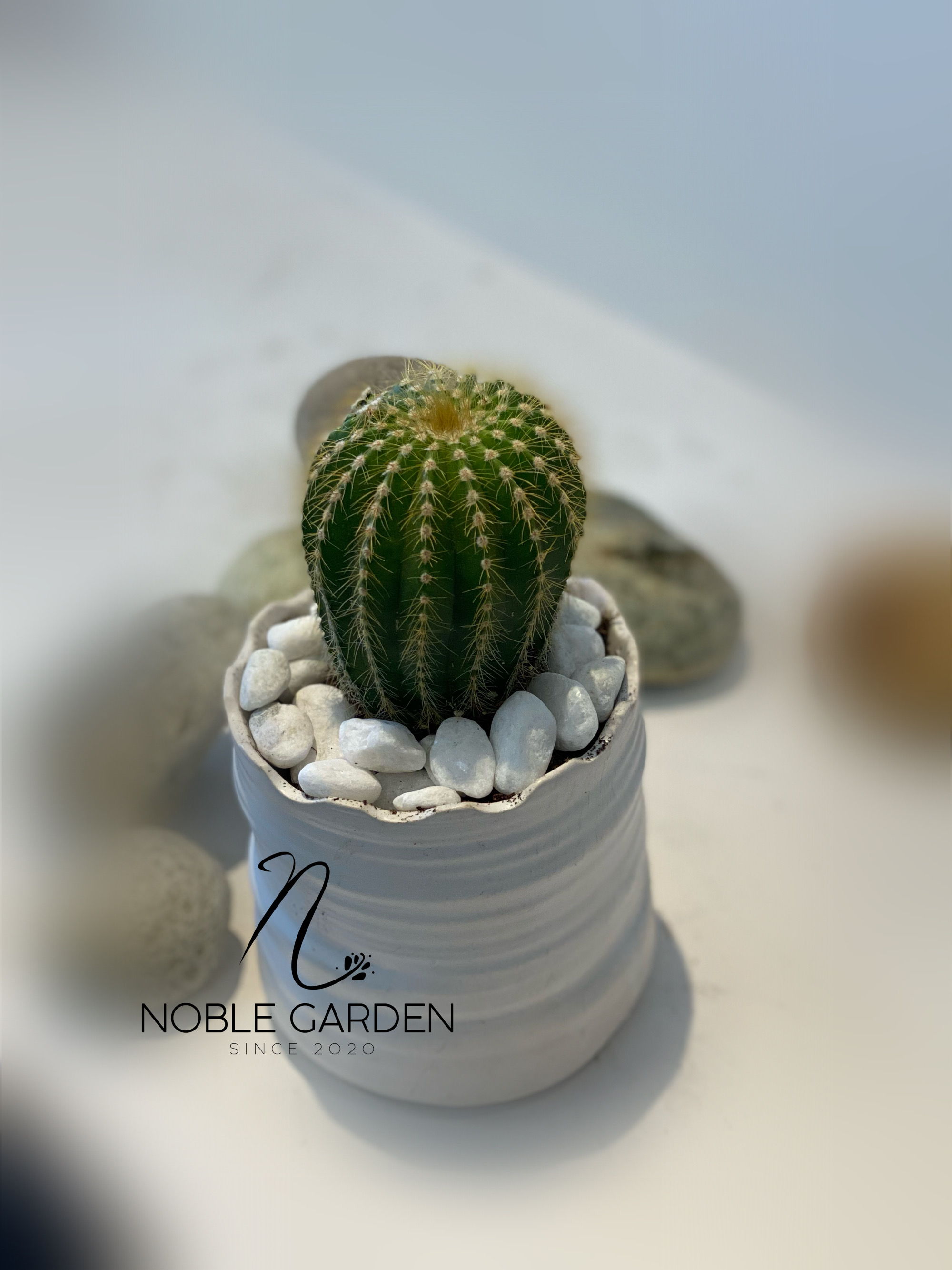 Special cactus