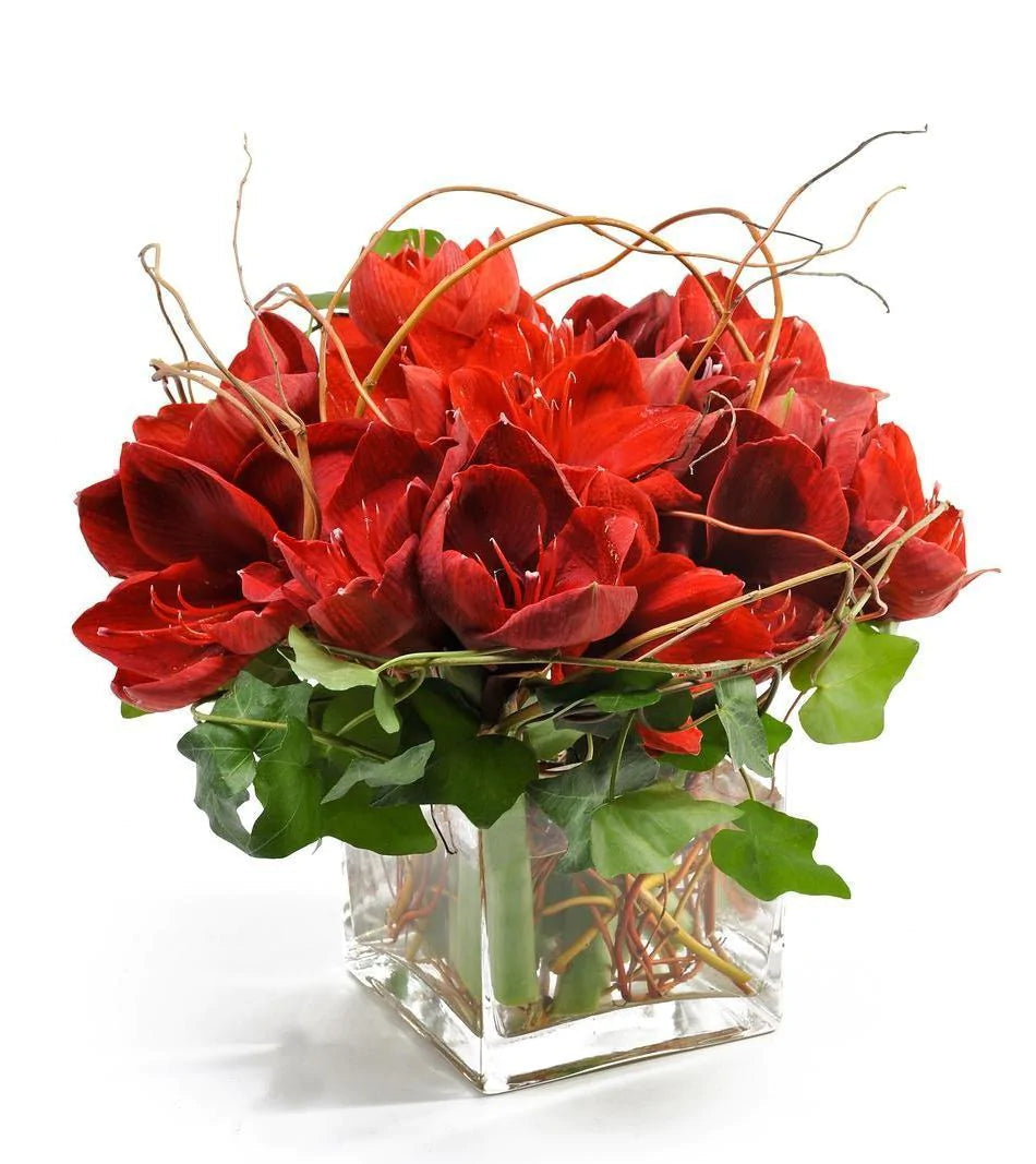 The Jar of amaryllis