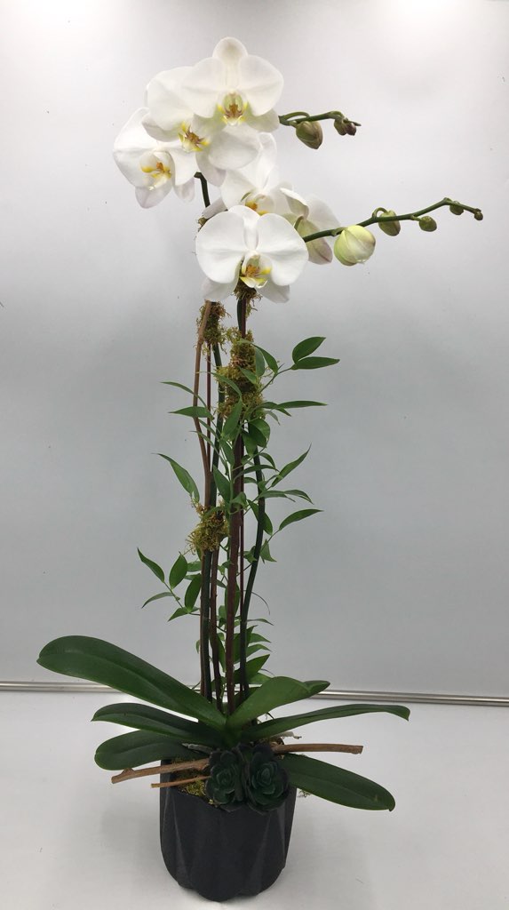 Elegant Orchid Plant