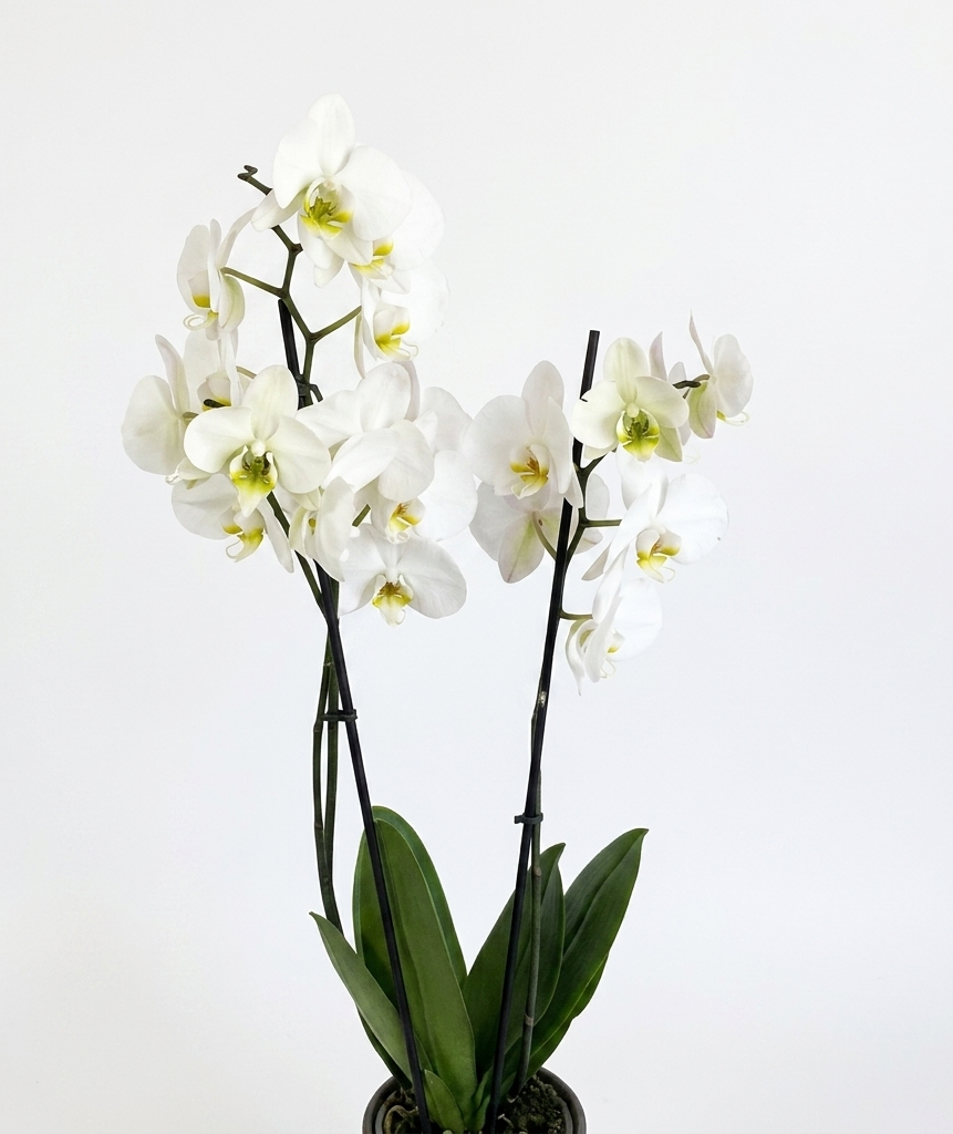 Orchids
