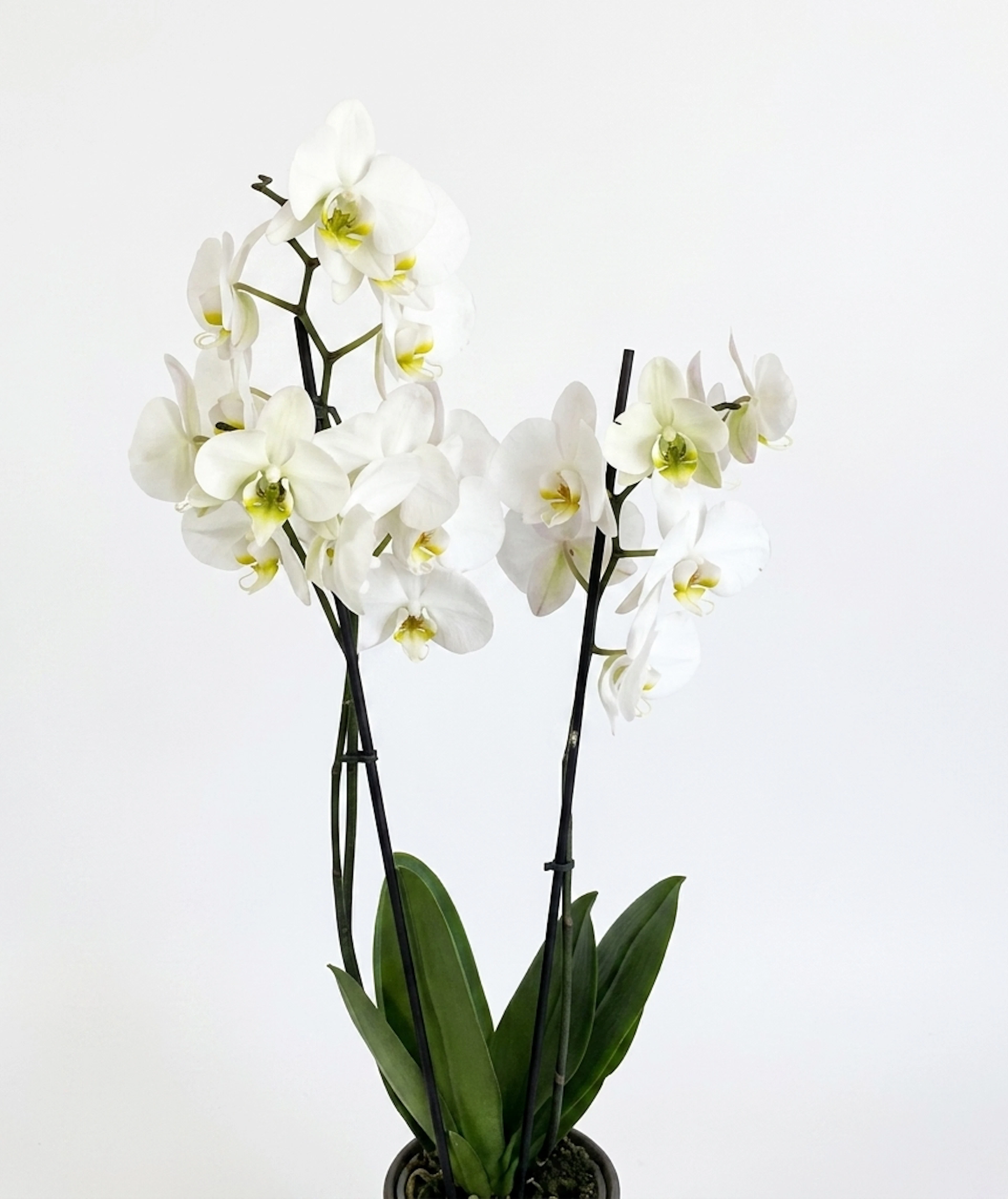 Orchids