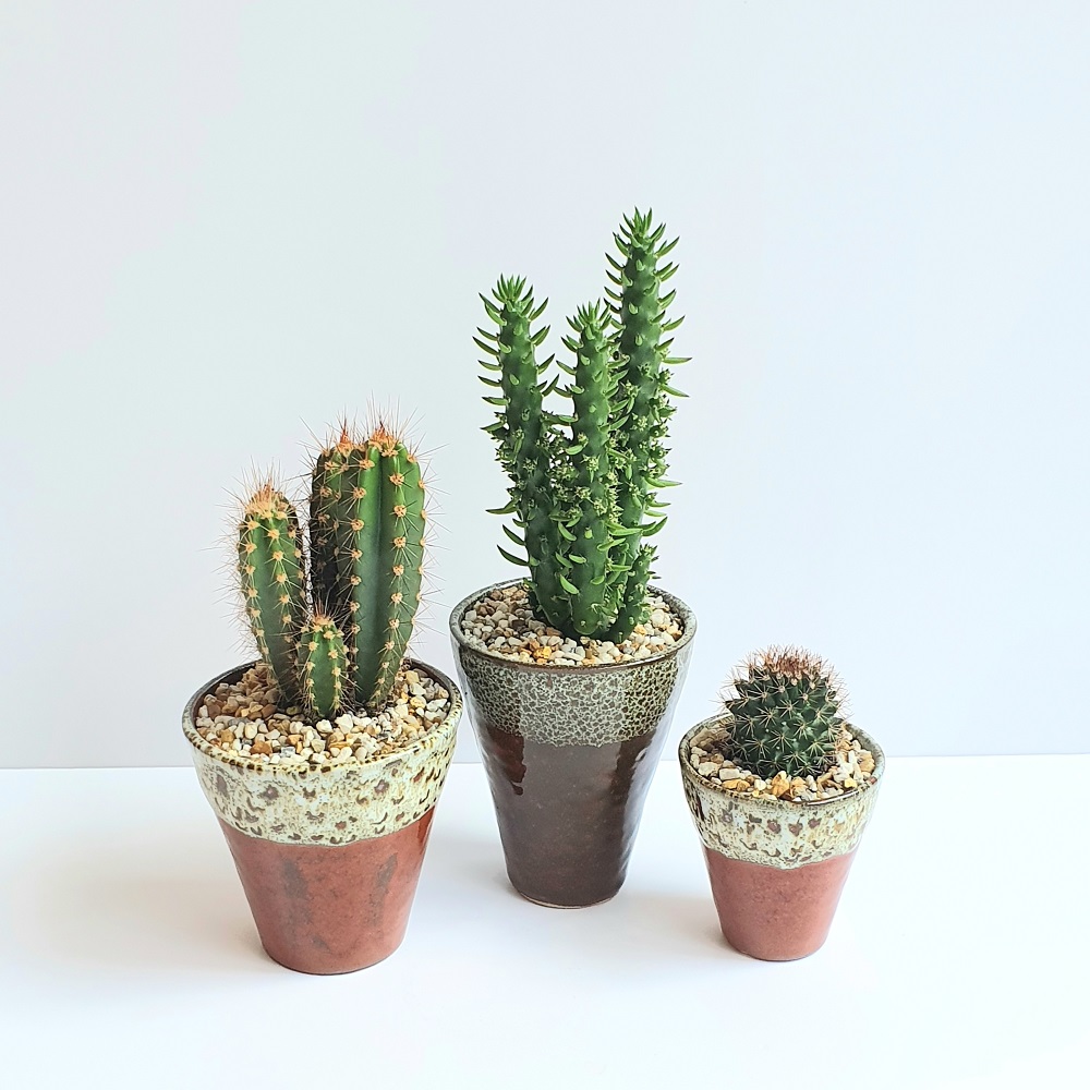 Cacti in handmade pot